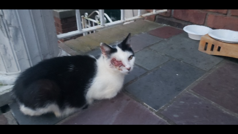 Please help Montana get eye surgery photo