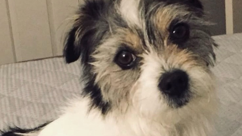 Help this little Gremlin feel better photo