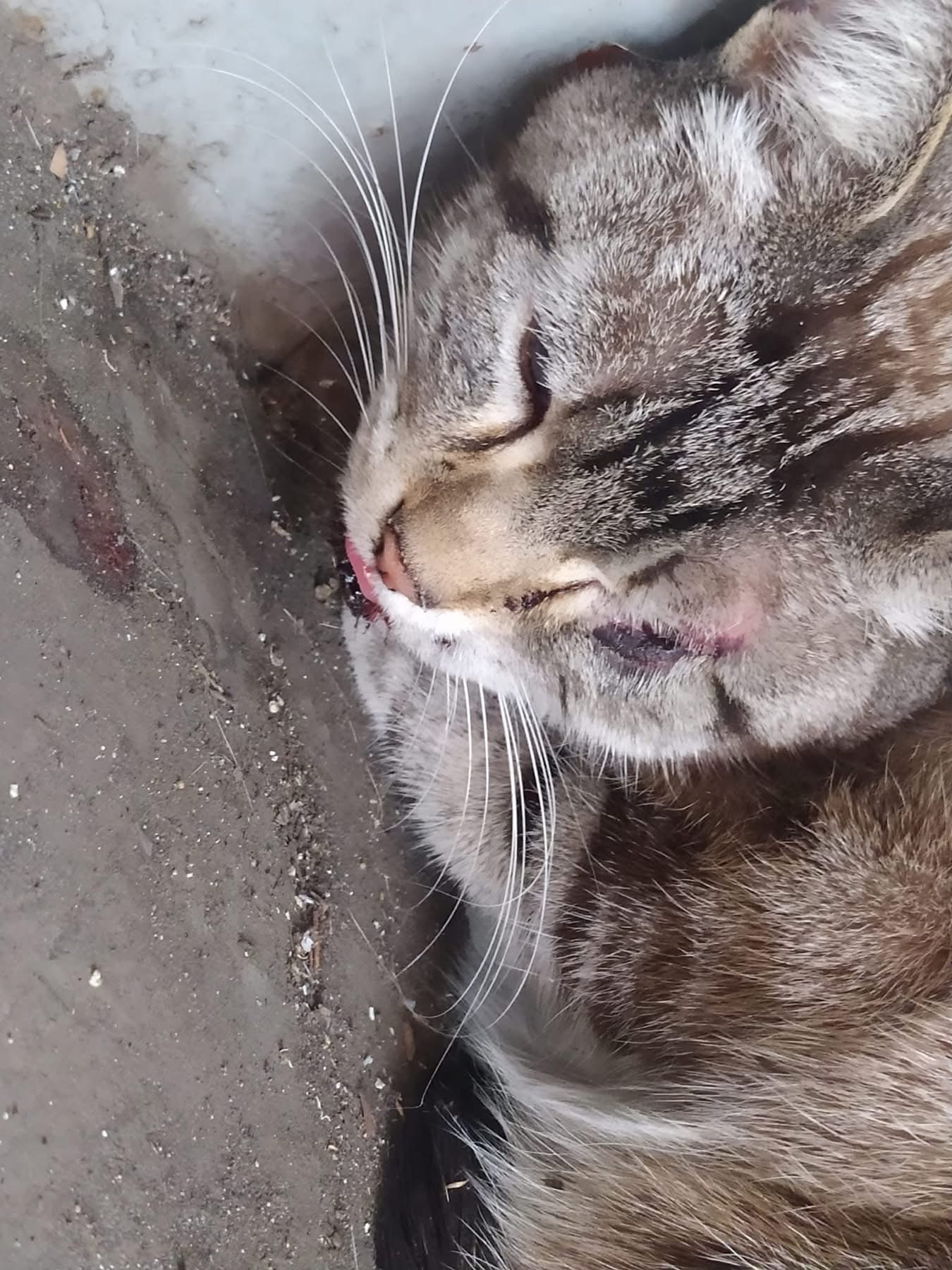 AYUDA URGENTE PARA ESTOS GATITOS POR FAVOR! campaign photo, 6 of 8