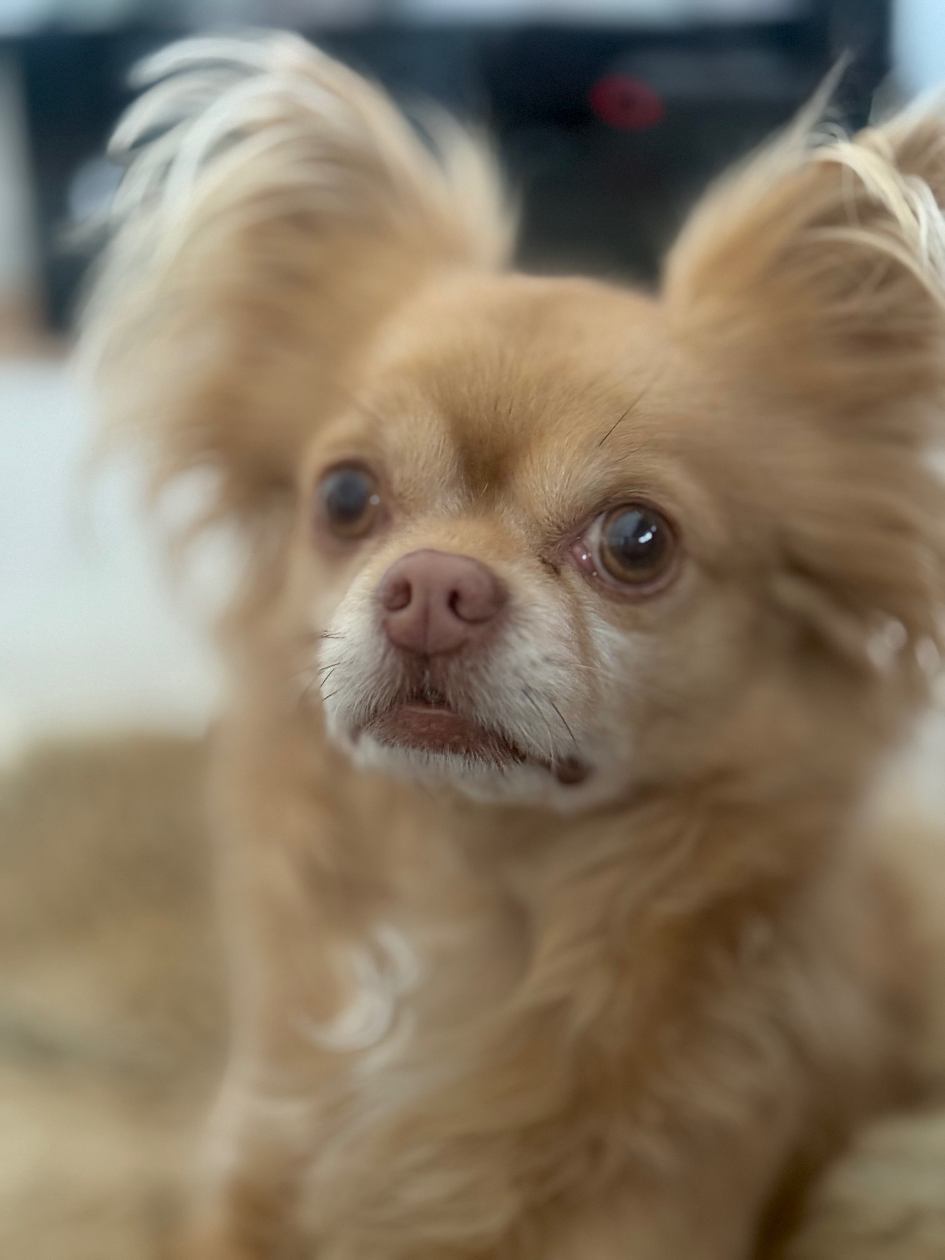 Dierenarts kosten Balou campaign photo, 5 of 8