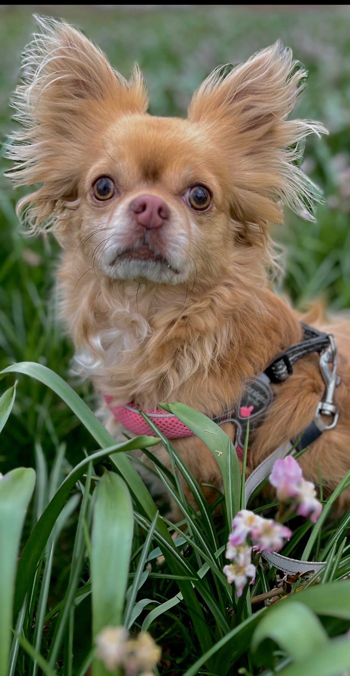 Dierenarts kosten Balou campaign photo, 6 of 8