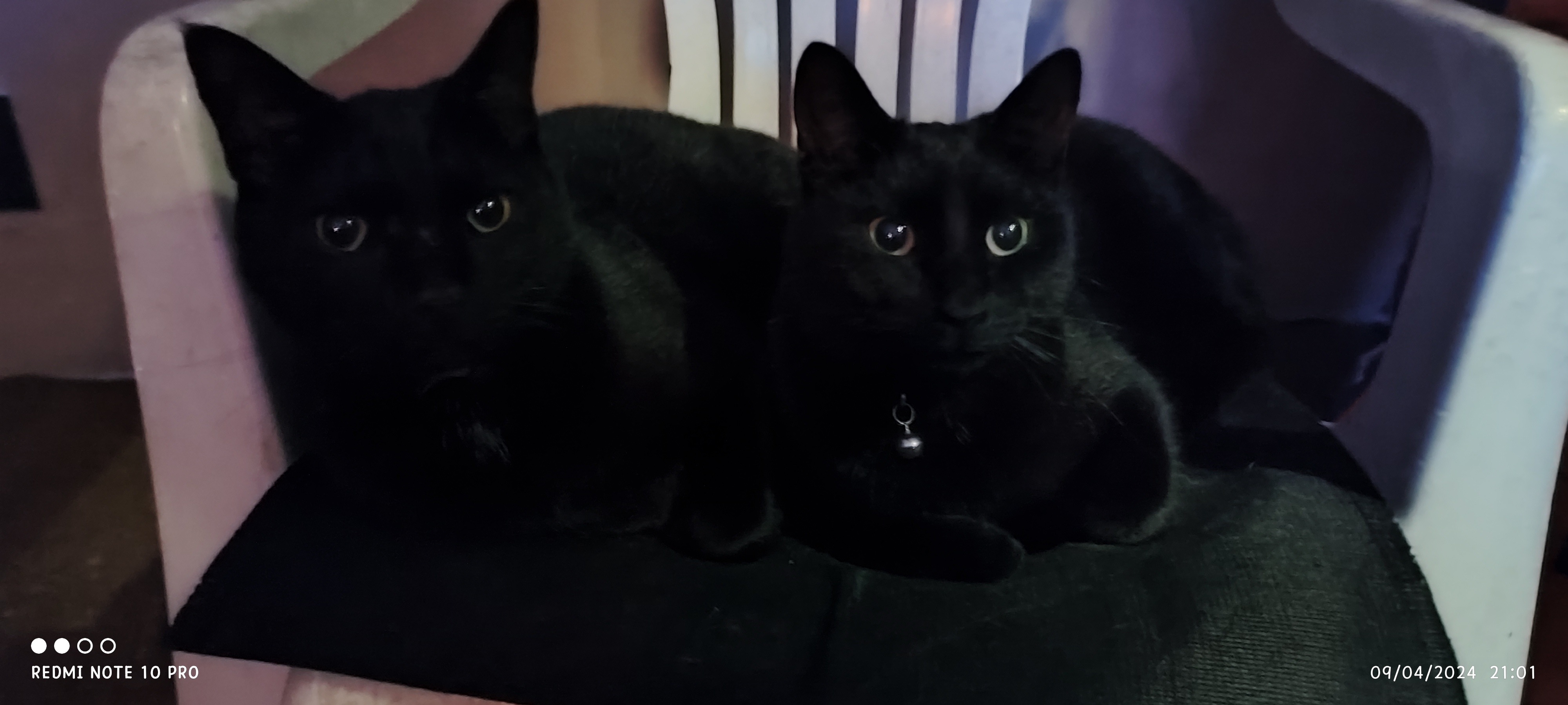 Help Relocate My Babies From South Africa To The USA campaign photo, 2 of 8