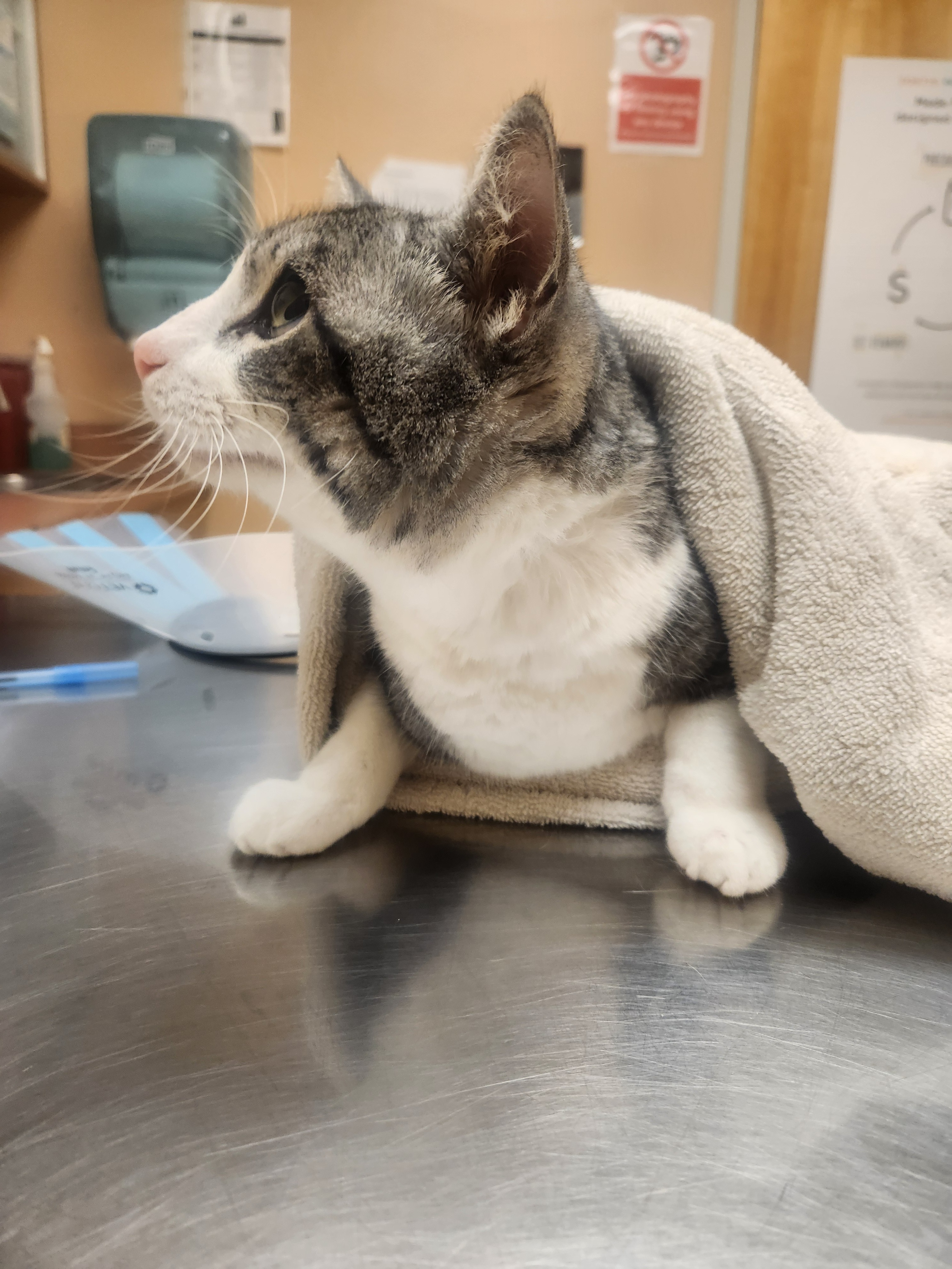Save Cricket: Urgent Surgery Needed campaign photo, 4 of 5