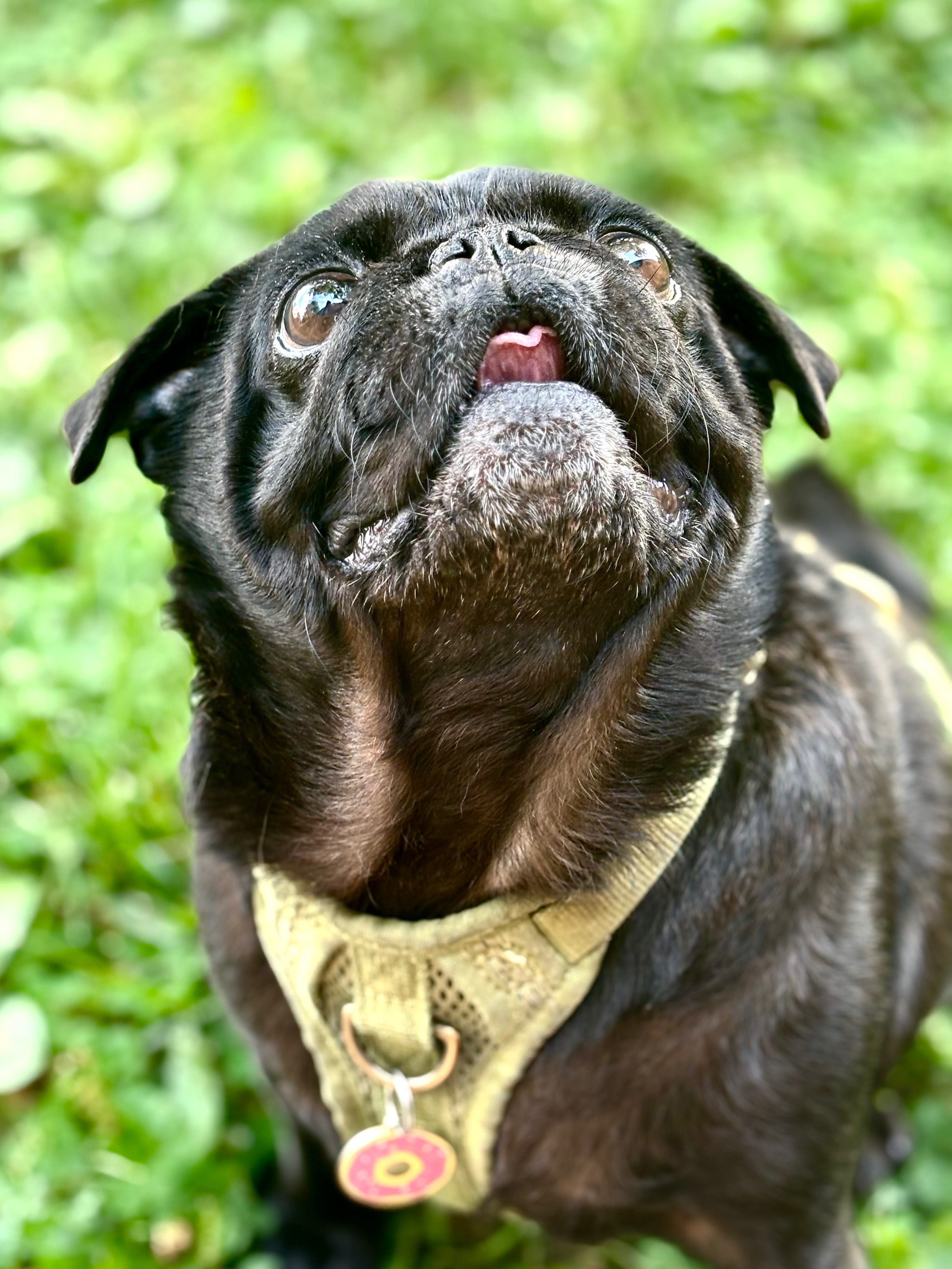 Help Cover Unexpected Surgery for My Rescue Pug campaign photo, 7 of 7