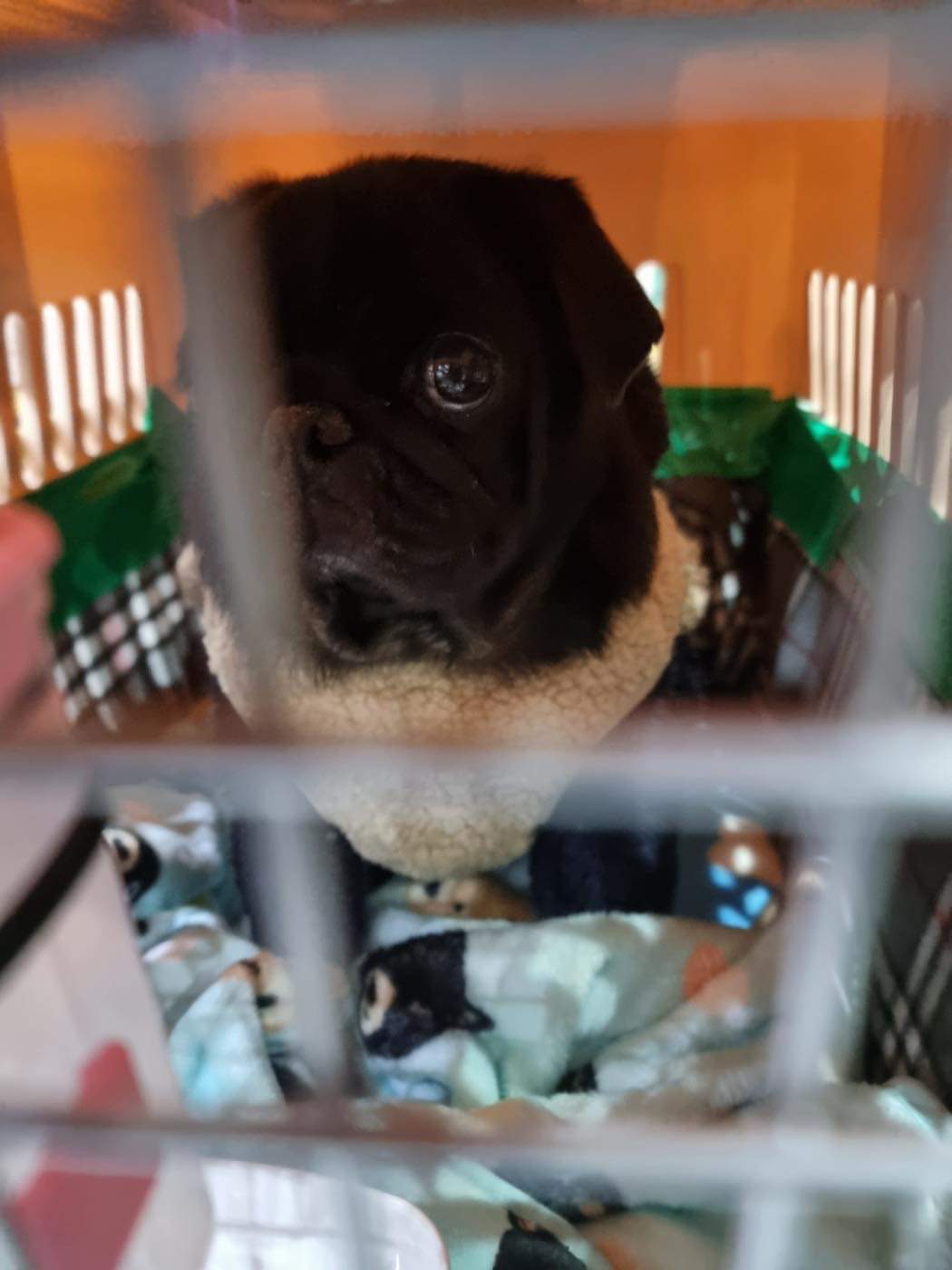 Help Cover Unexpected Surgery for My Rescue Pug campaign photo, 4 of 7