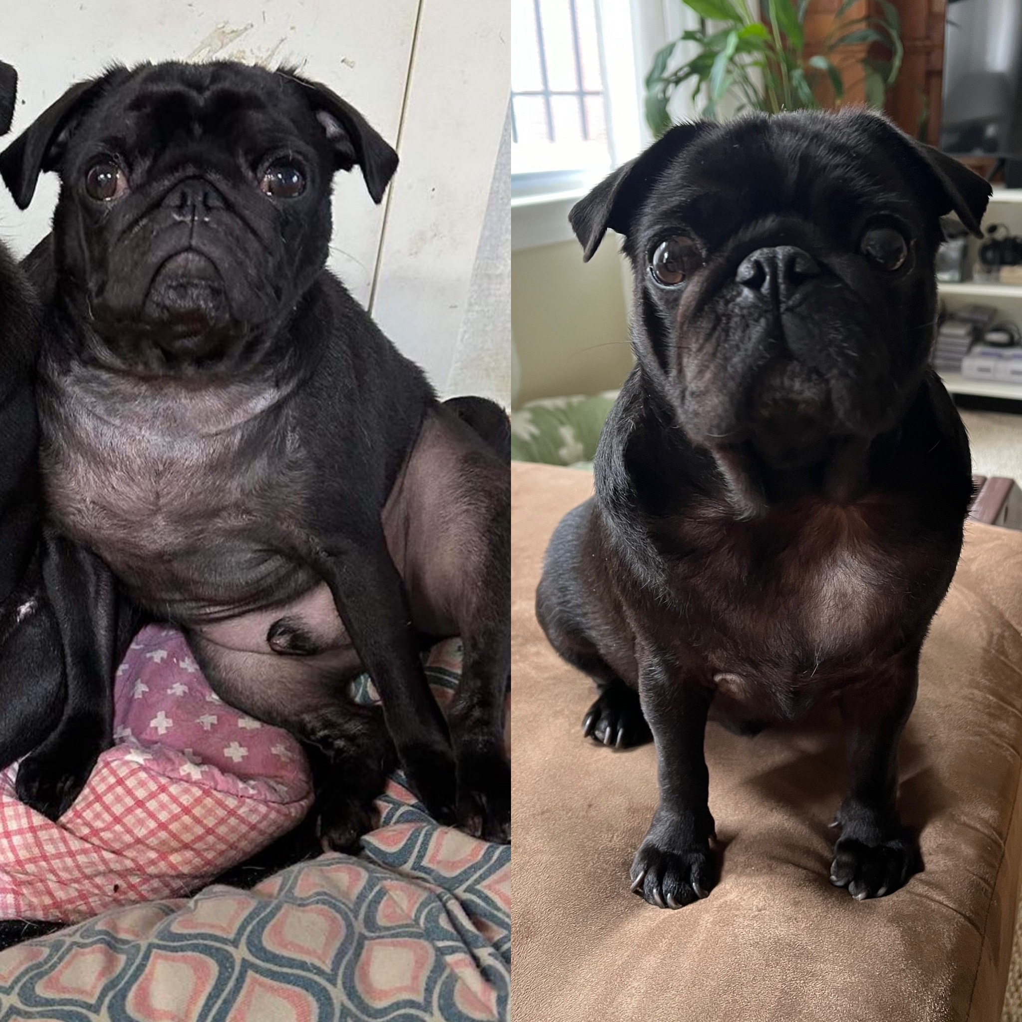 Help Cover Unexpected Surgery for My Rescue Pug campaign photo, 6 of 7