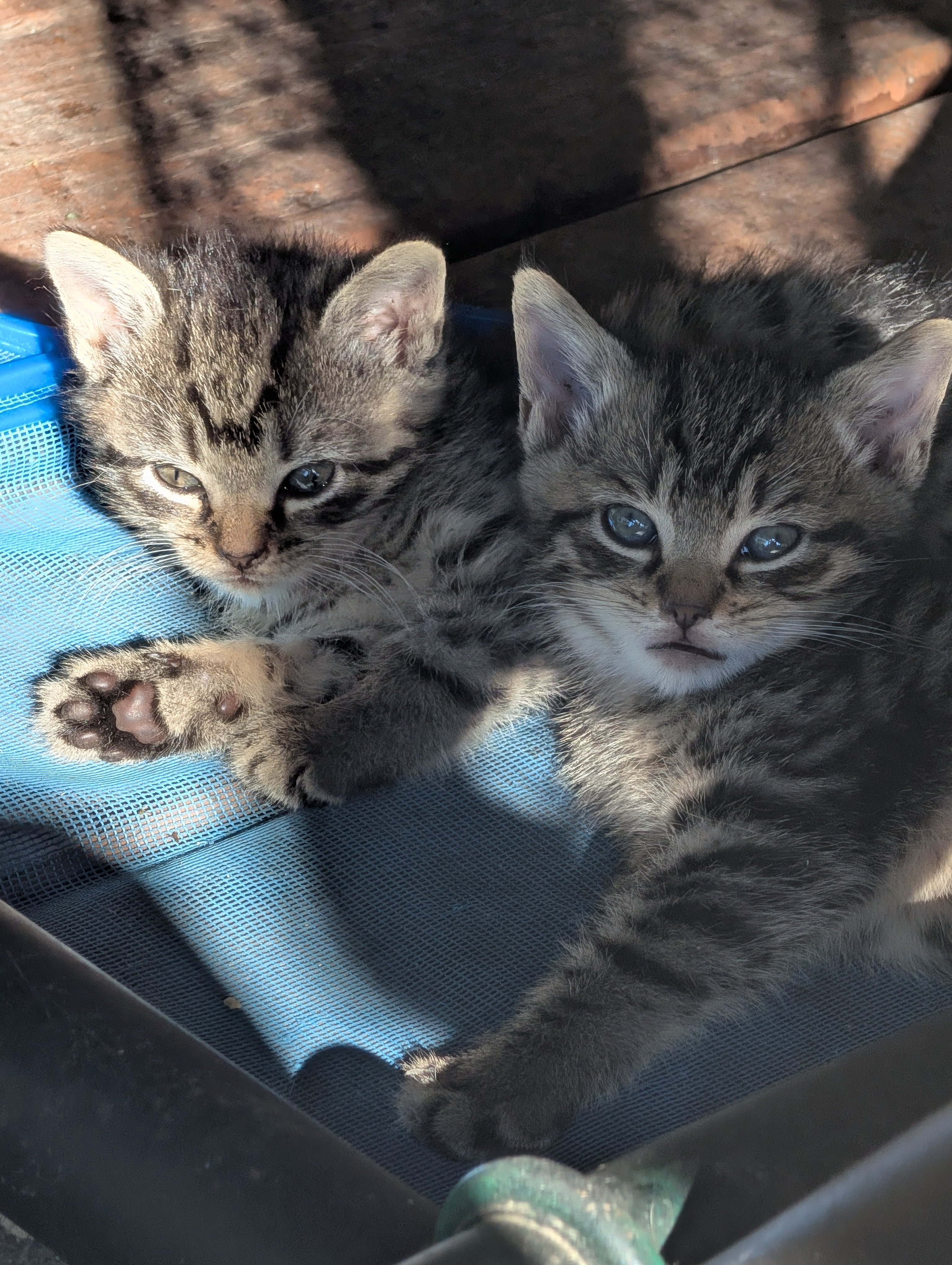 Help Us Build a Safe Haven for Abandoned Cats campaign photo, 7 of 8