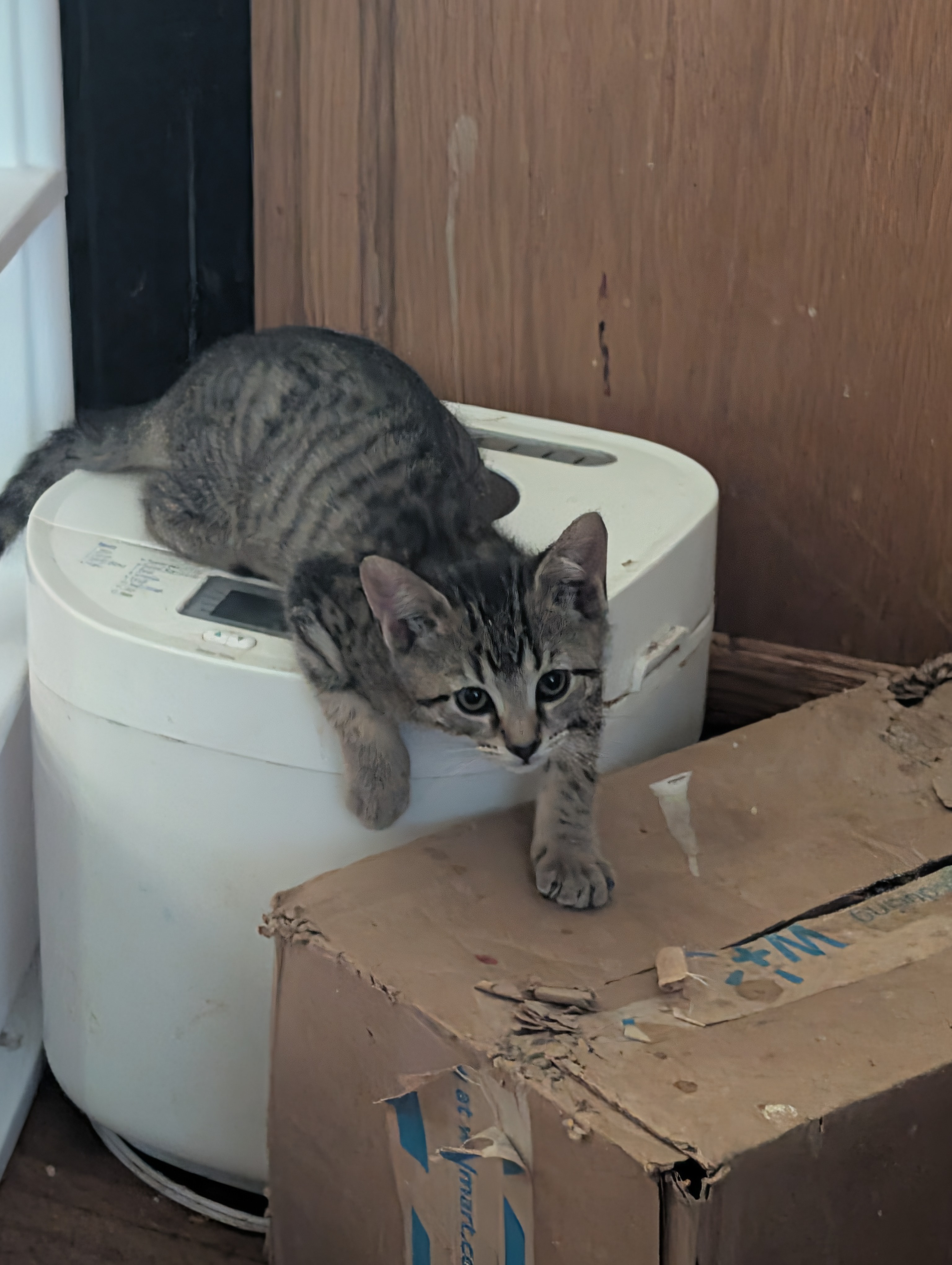 Help Us Build a Safe Haven for Abandoned Cats campaign photo, 2 of 8