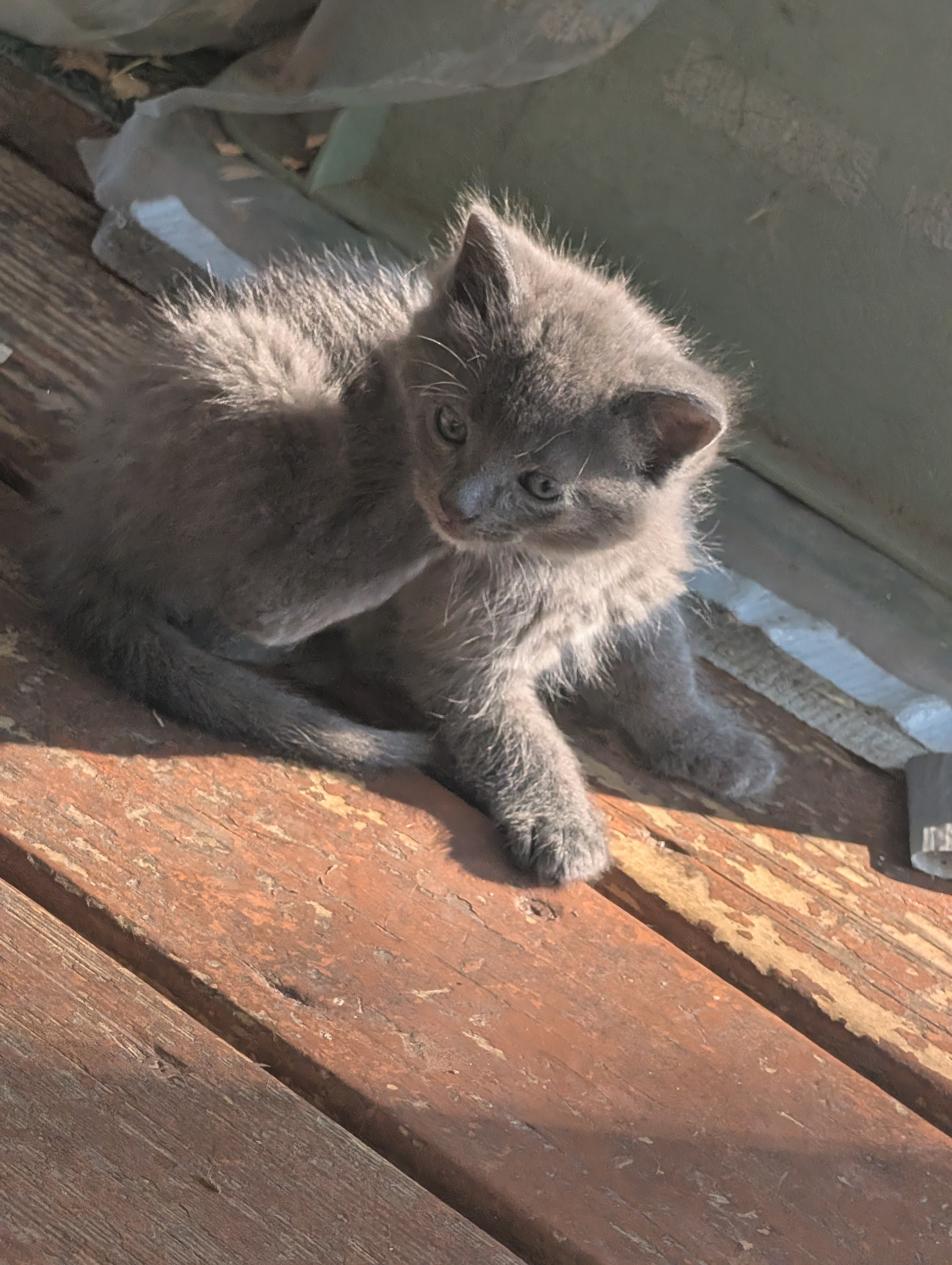 Help Us Build a Safe Haven for Abandoned Cats campaign photo, 4 of 8