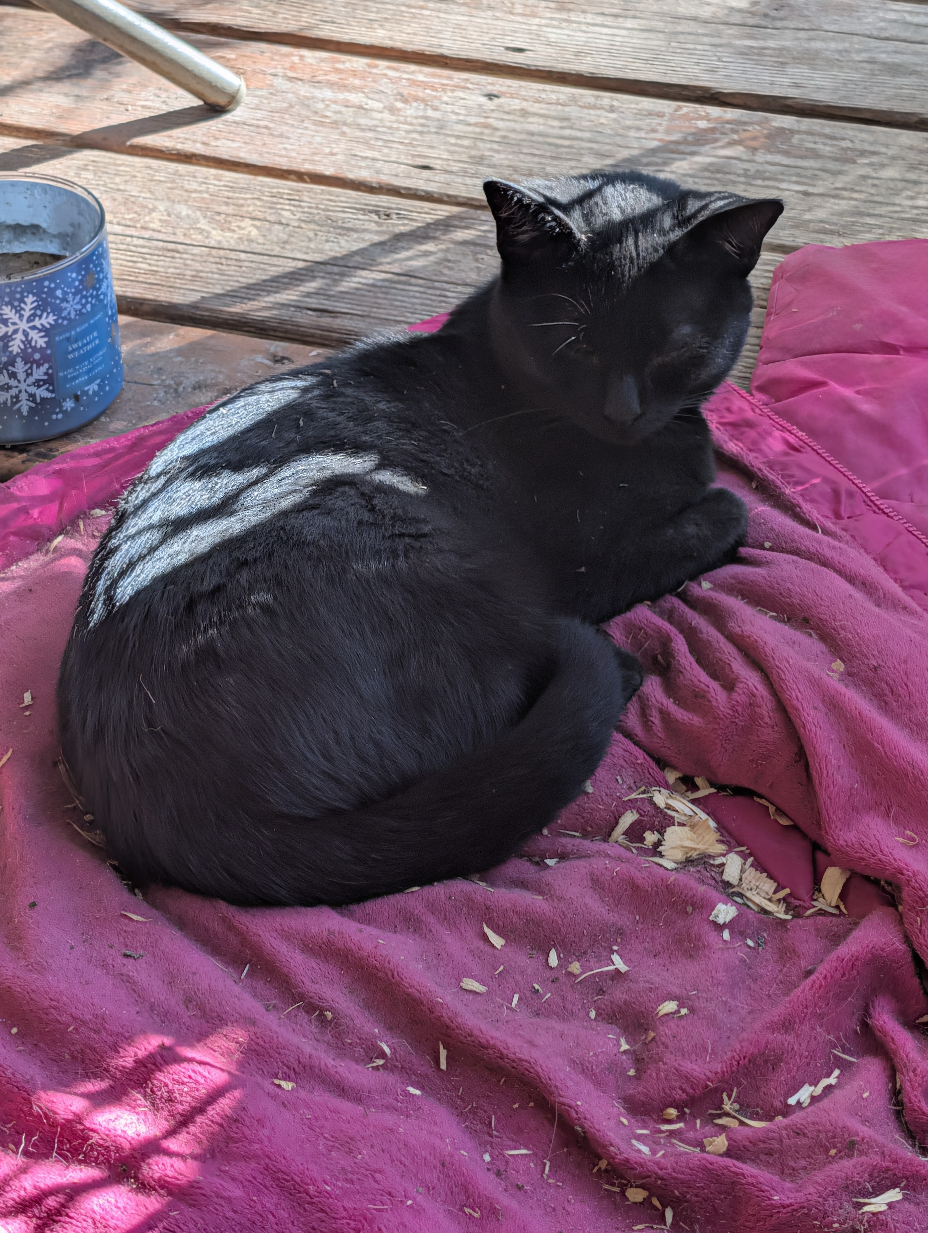 Help Us Build a Safe Haven for Abandoned Cats campaign photo, 5 of 8