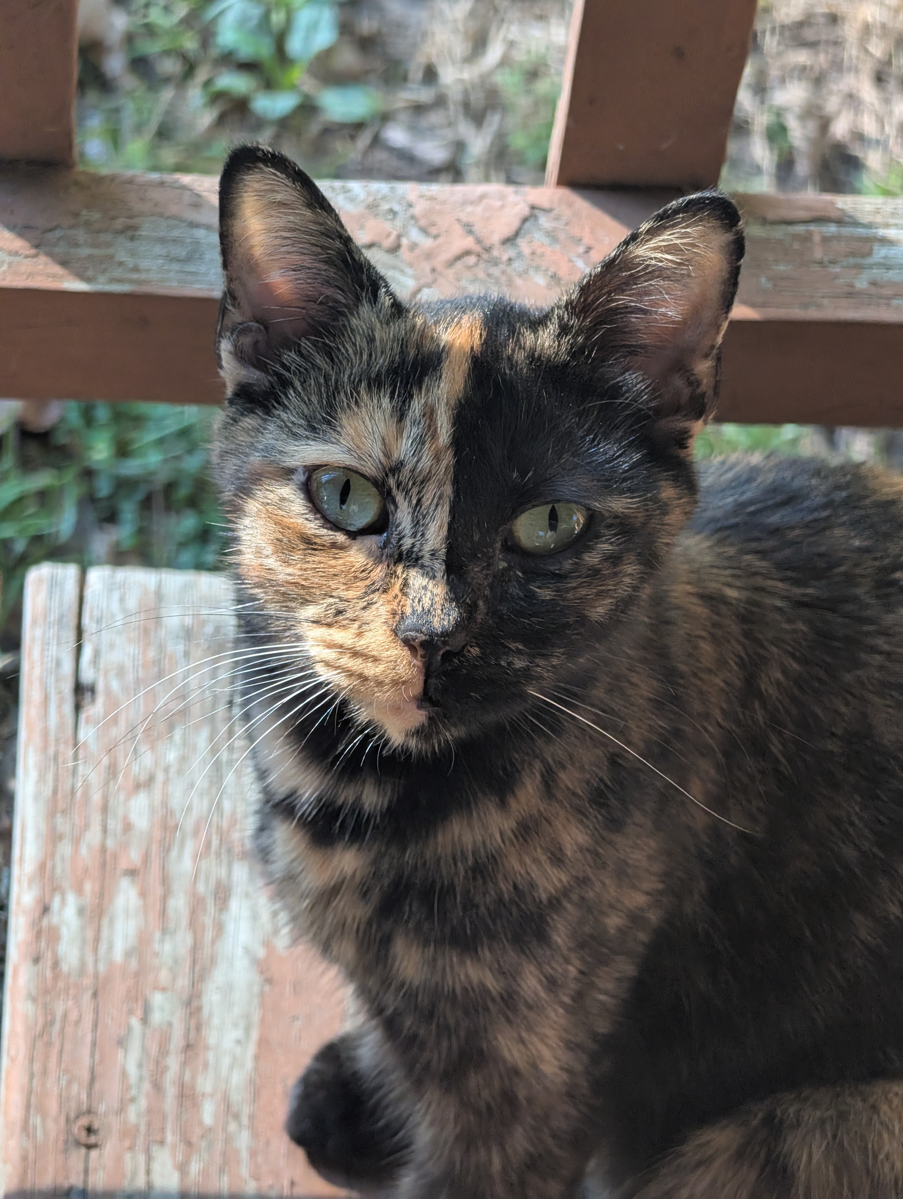 Help Us Build a Safe Haven for Abandoned Cats campaign photo, 6 of 8