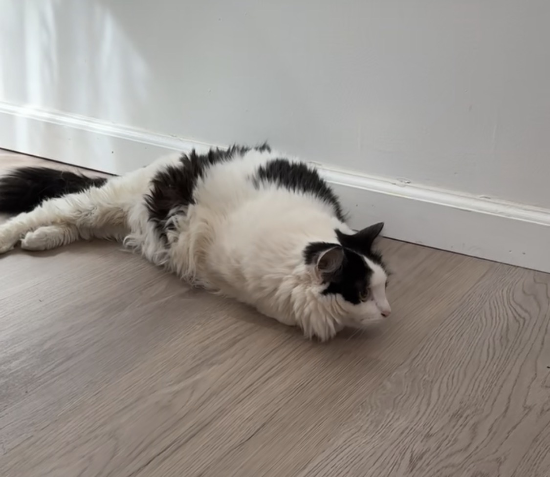 “Urgent “ Alexis (Cat) need of help. campaign photo, 2 of 7