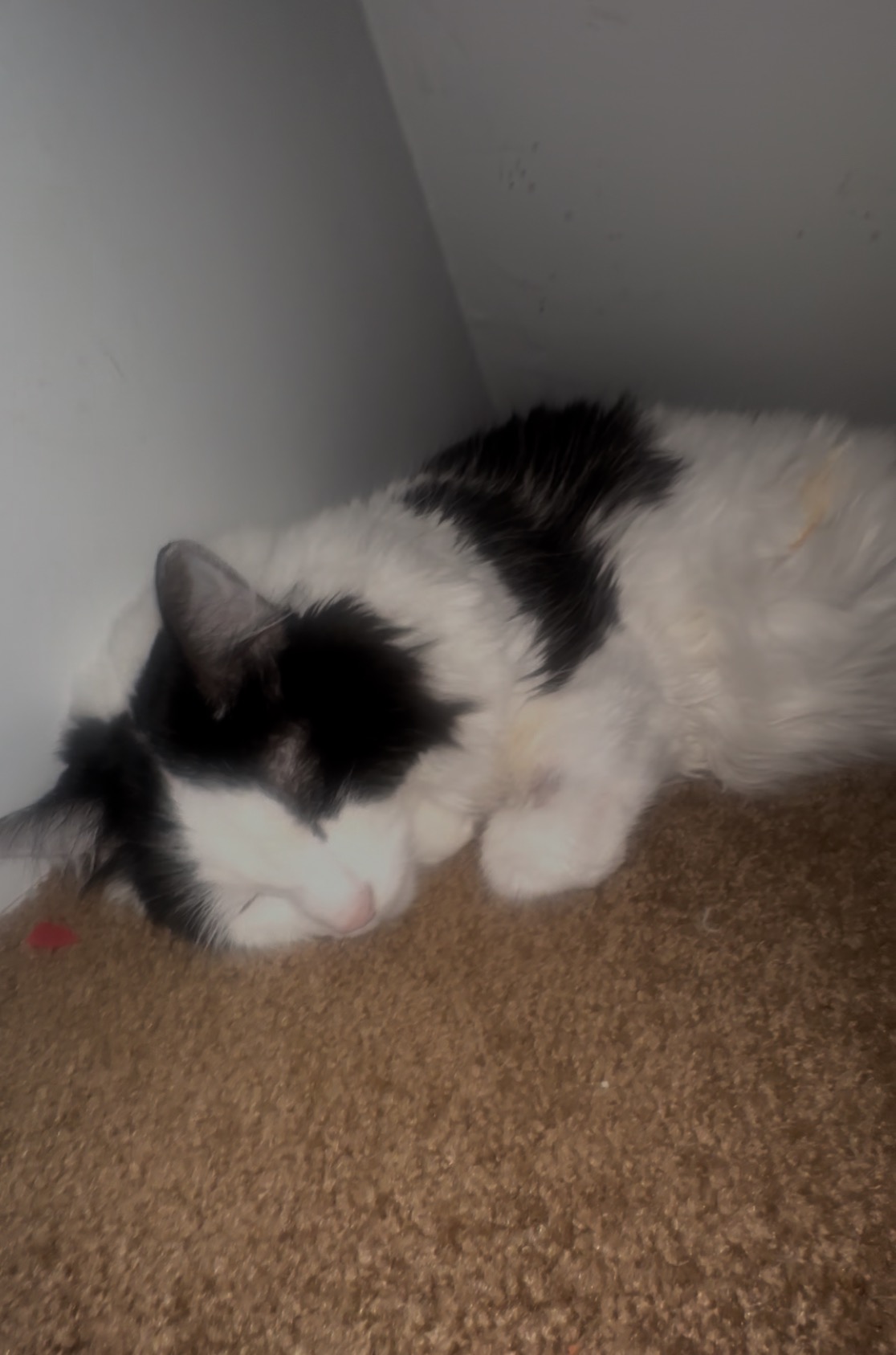 “Urgent “ Alexis (Cat) need of help. campaign photo, 4 of 7