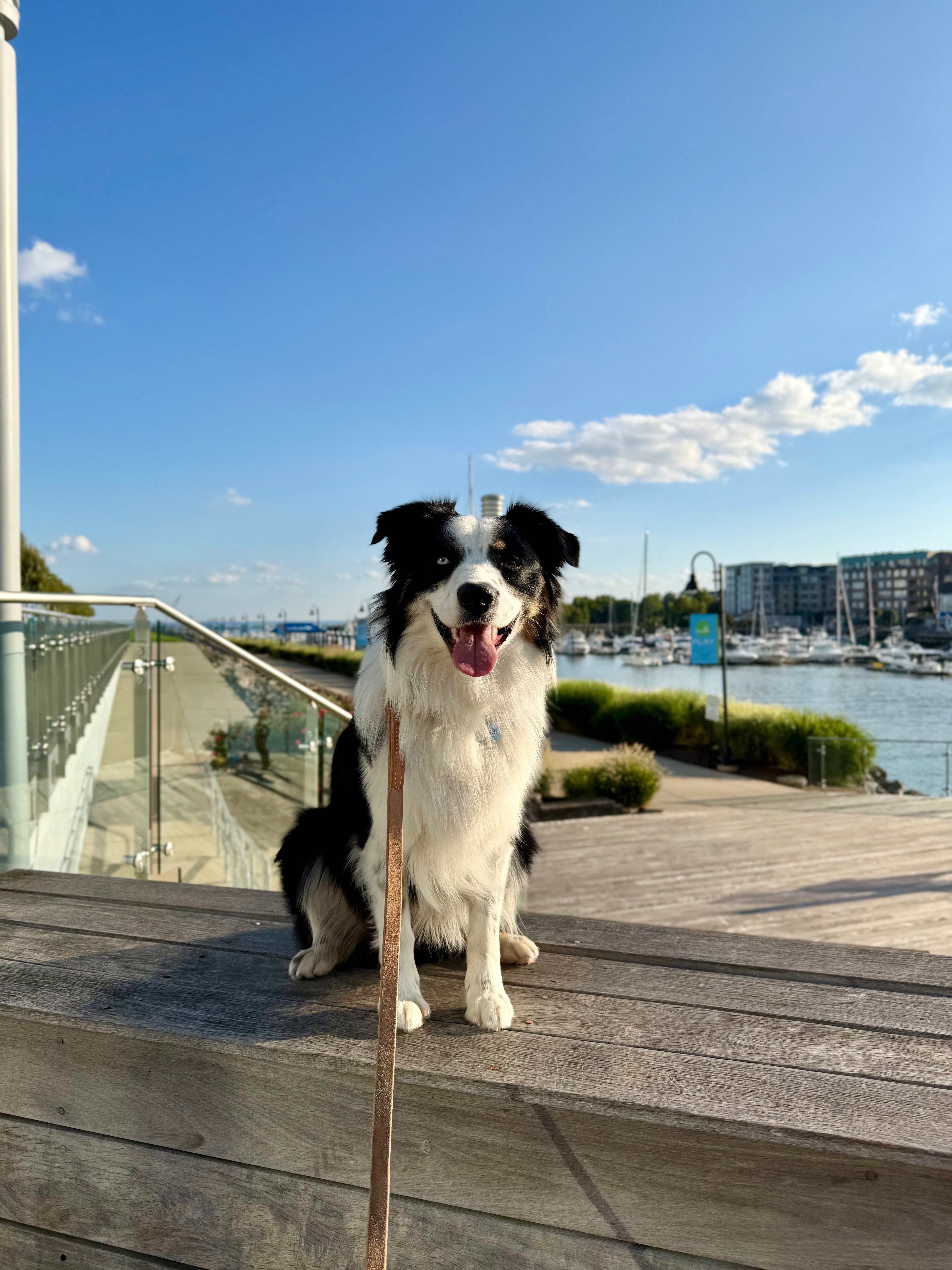 30 Mile Dog Walk for American Cancer Society campaign photo, 2 of 4