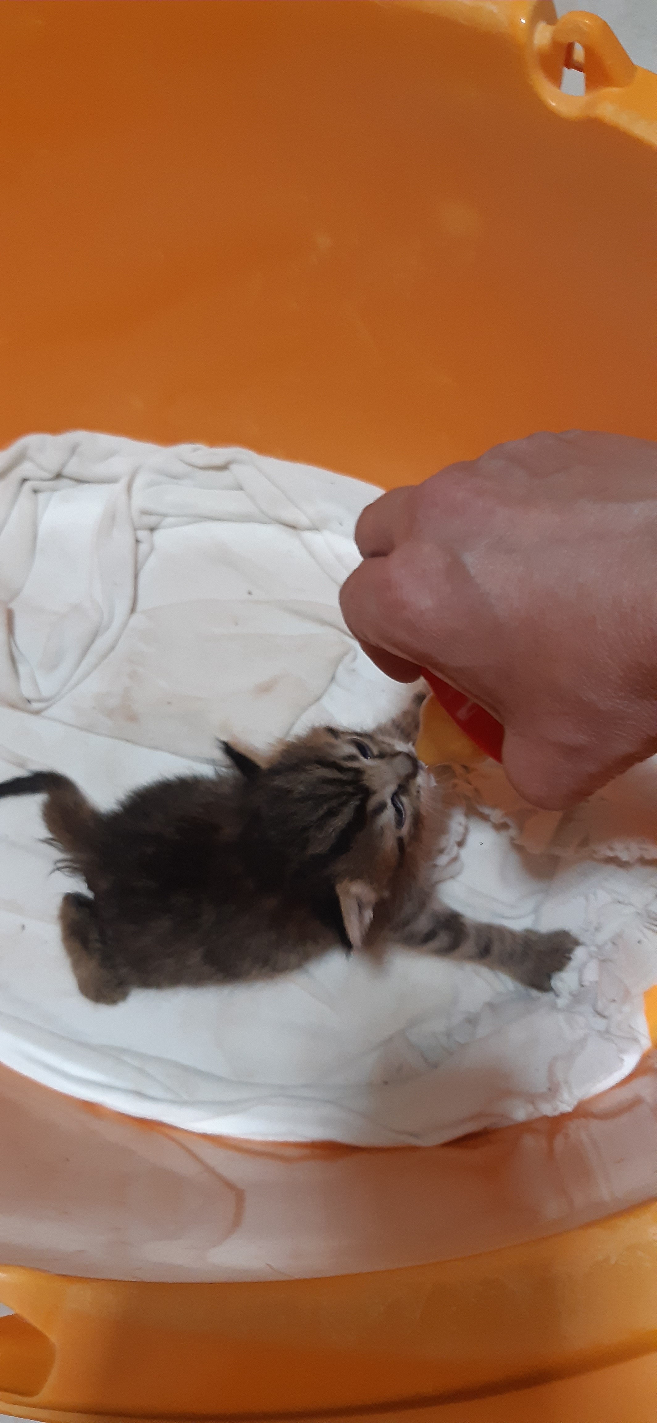 Emergenza cibo per tanti gatti campaign photo, 4 of 8
