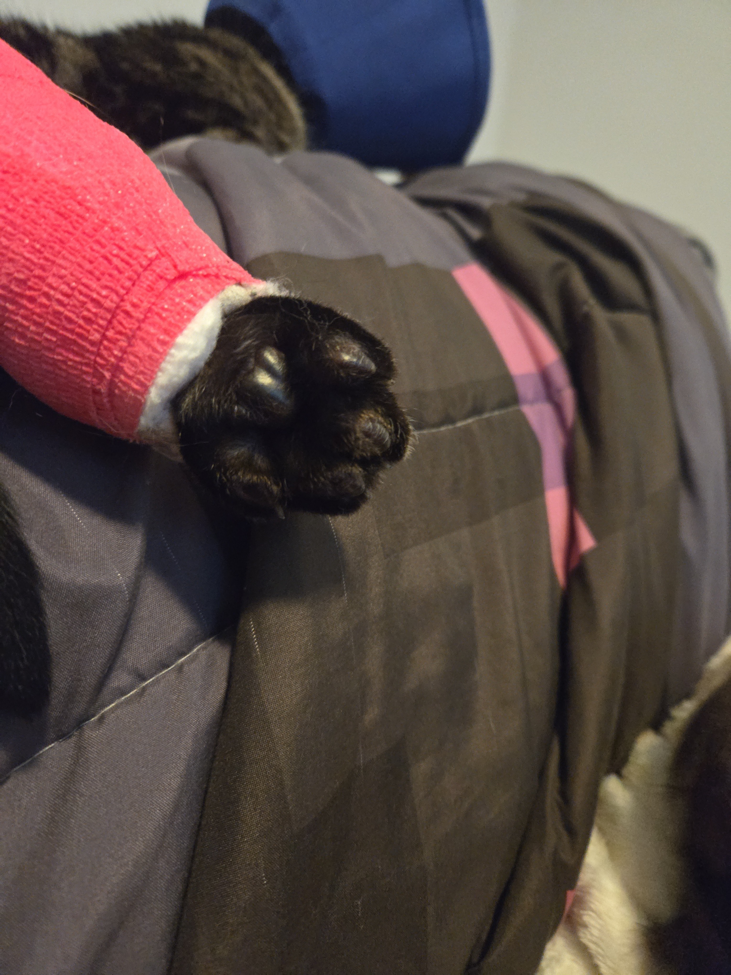 Please help with our sweet kitty MiLee's amputation... campaign photo, 4 of 5