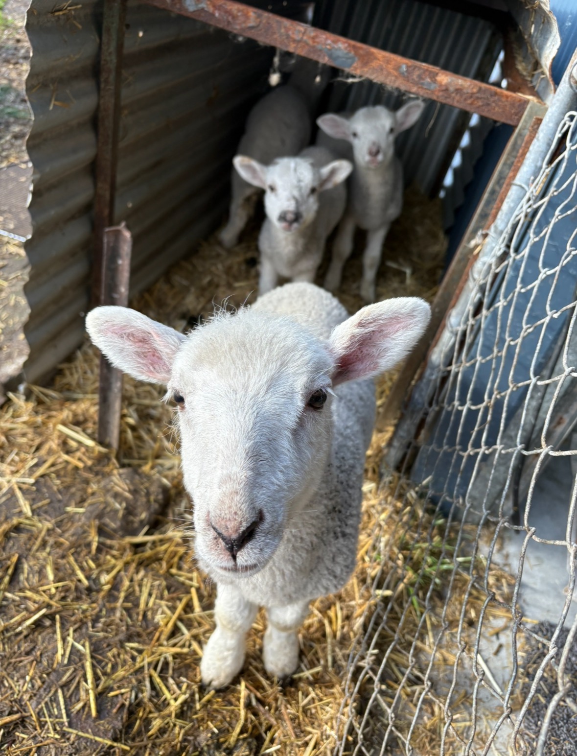 Help Emelie Feed her Orphaned Animals campaign photo, 5 of 6