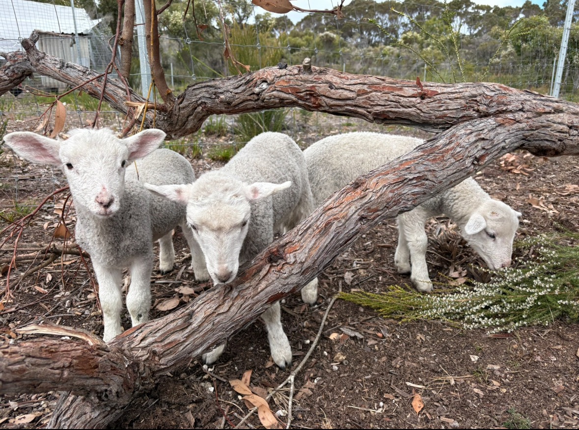 Help Emelie Feed her Orphaned Animals campaign photo, 4 of 6