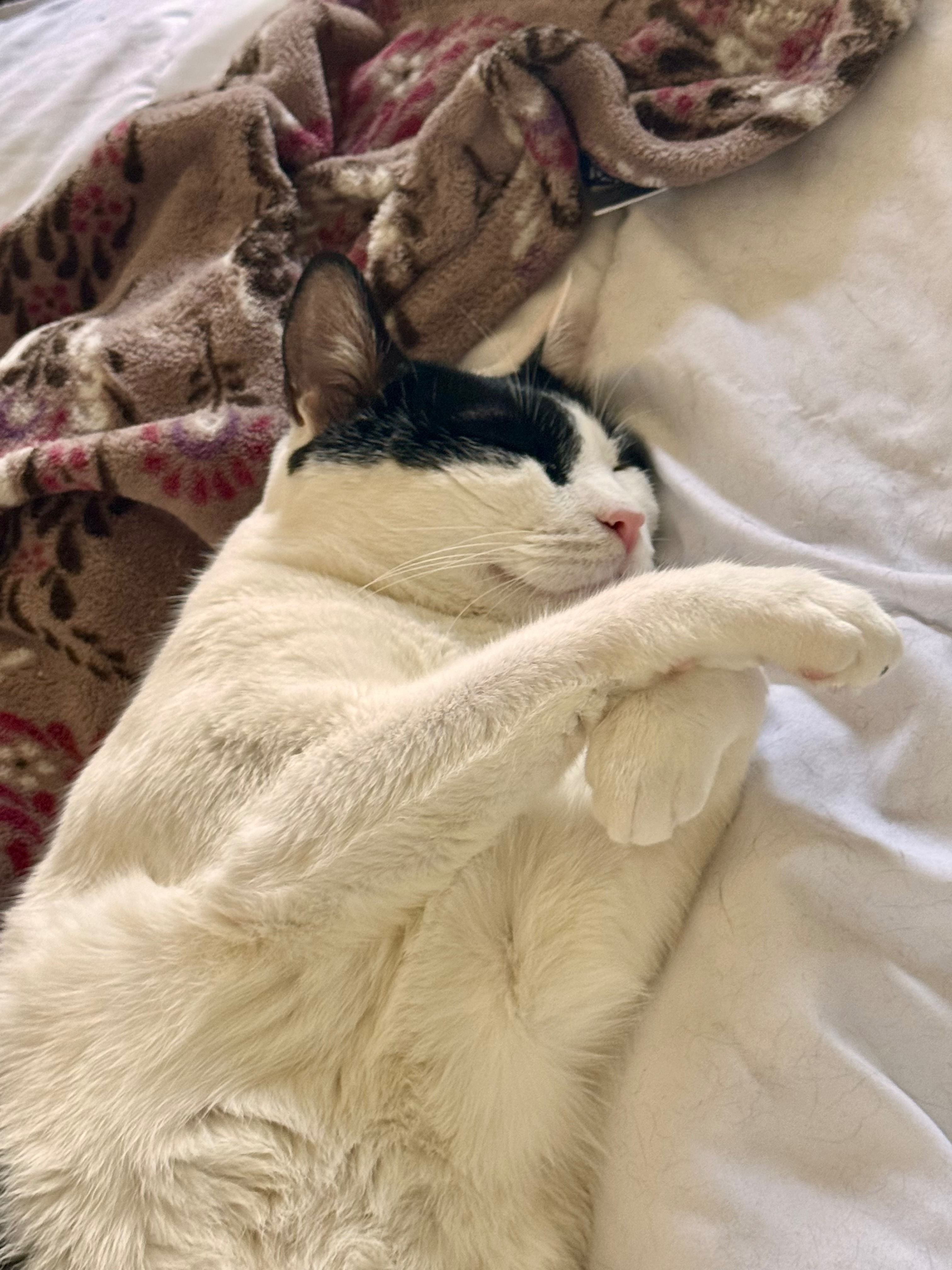 Help Royalty Get the Emergency Vet Care He Needs campaign photo, 7 of 8