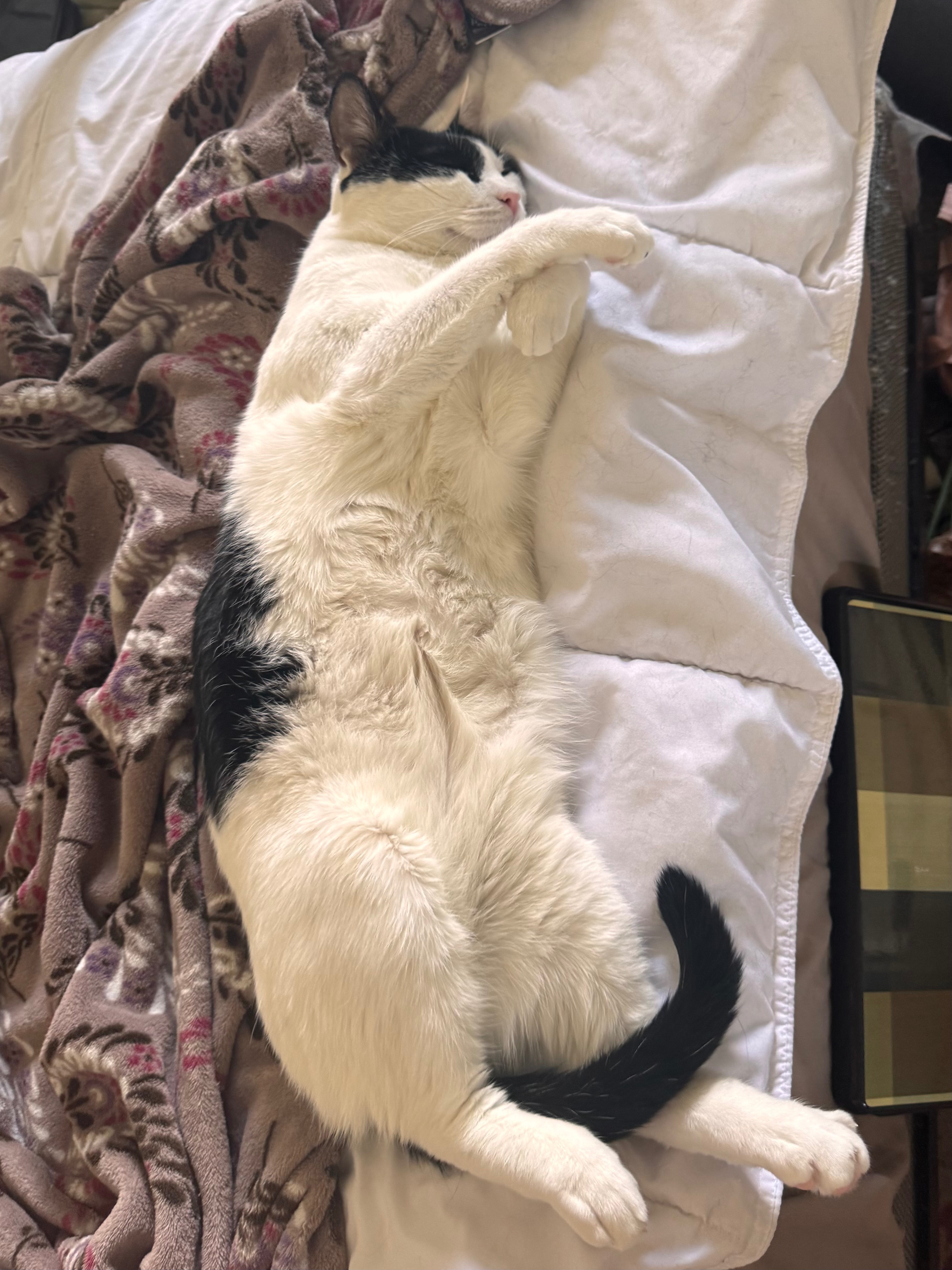 Help Royalty Get the Emergency Vet Care He Needs campaign photo, 2 of 8