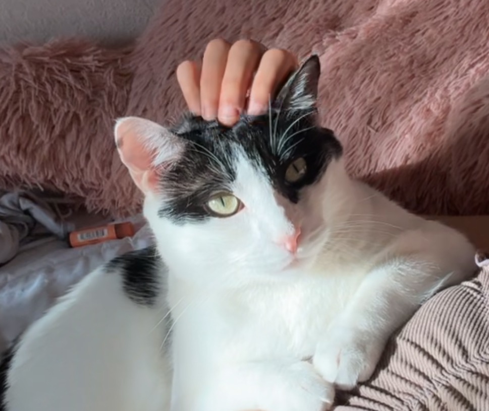 Help Royalty Get the Emergency Vet Care He Needs campaign photo, 4 of 8