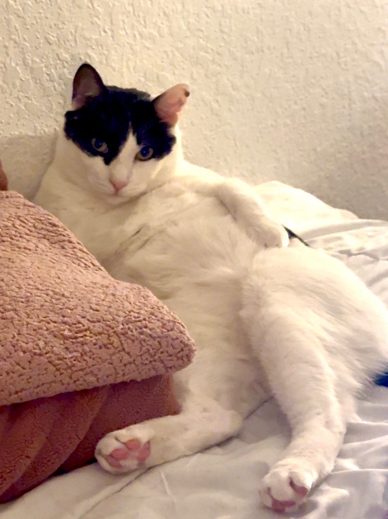 Help Royalty Get the Emergency Vet Care He Needs campaign photo, 5 of 8