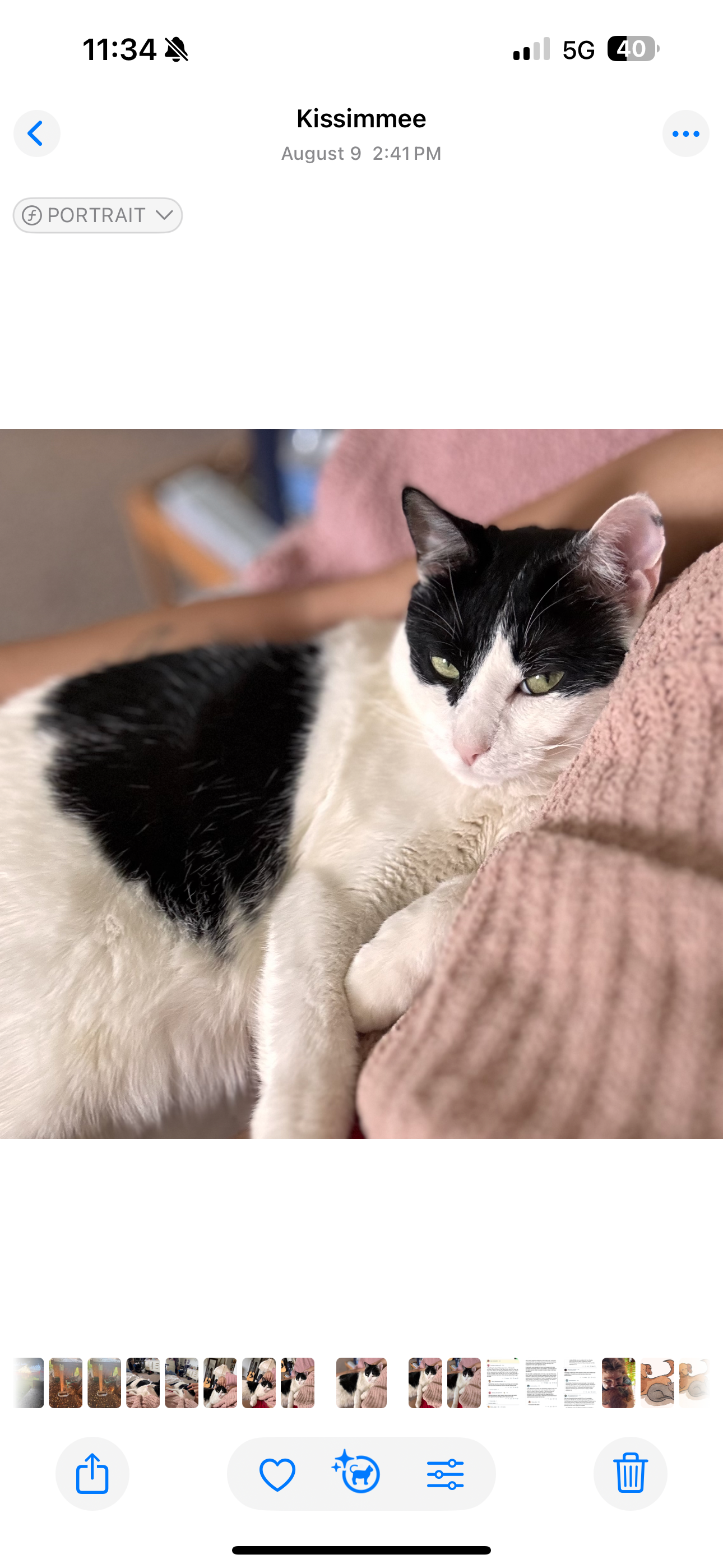 Help Royalty Get the Emergency Vet Care He Needs campaign photo, 6 of 8