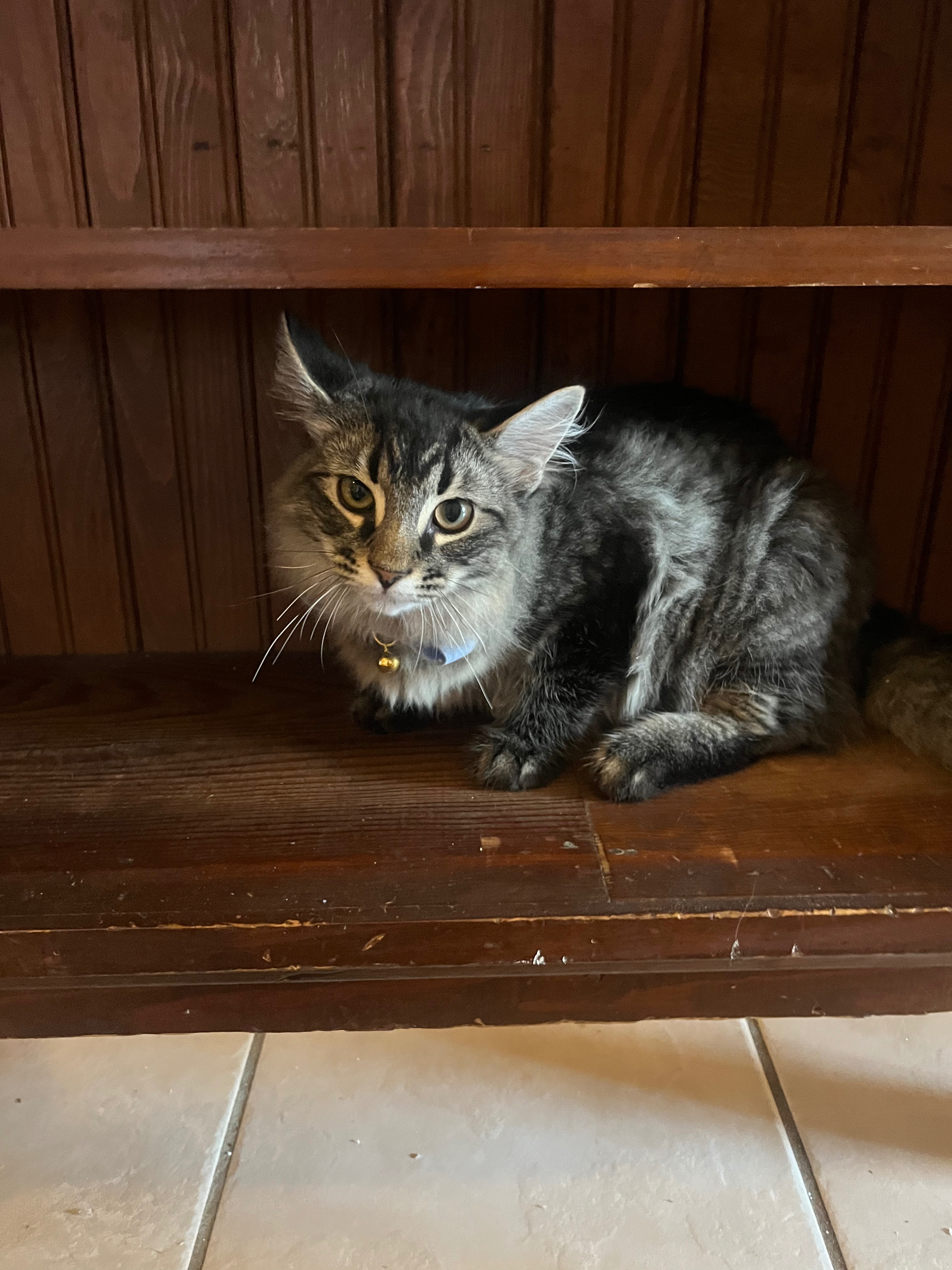 Help Theo Beat FIP—Donate Now campaign photo, 2 of 7
