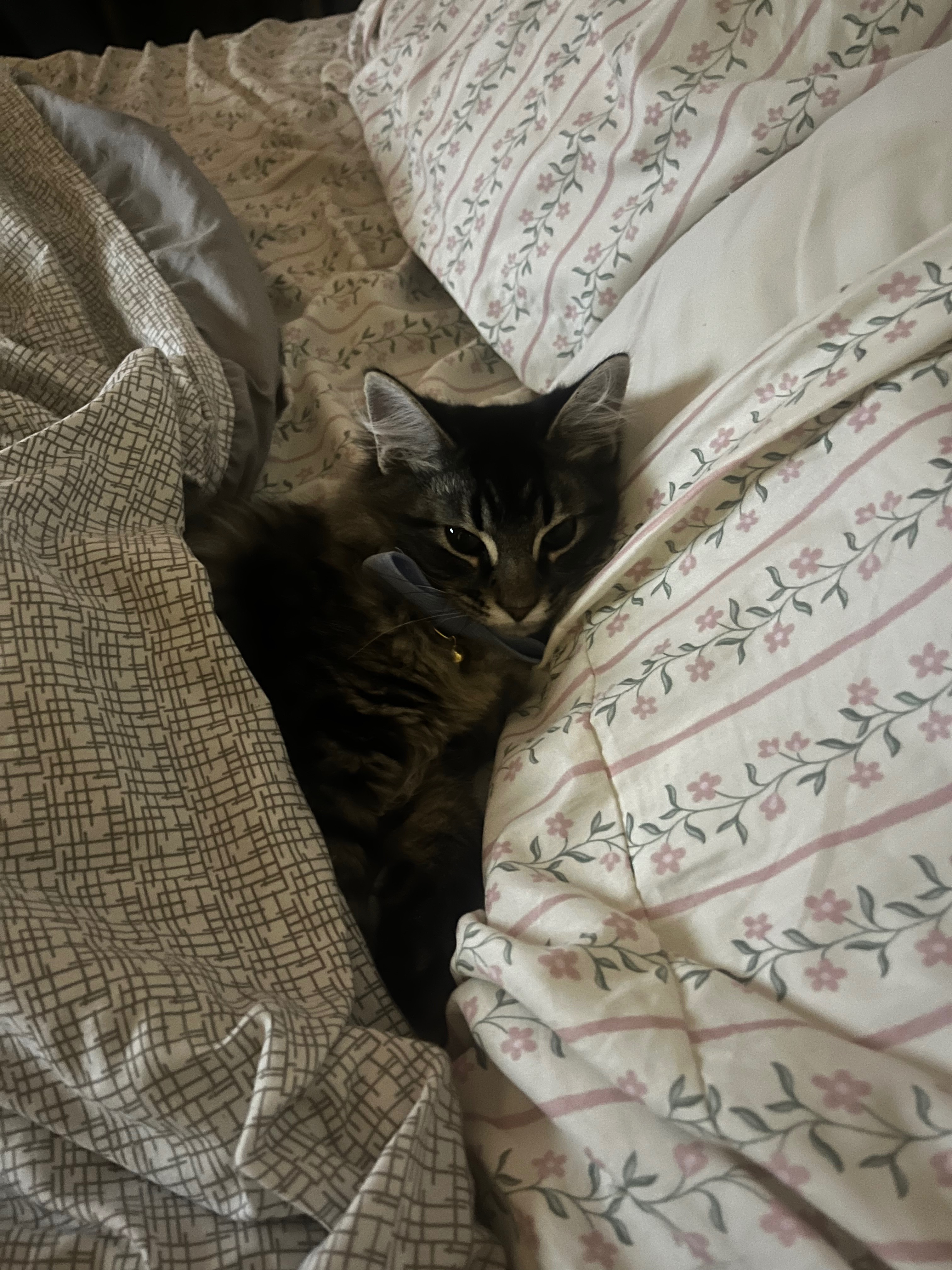 Help Theo Beat FIP—Donate Now campaign photo, 4 of 7