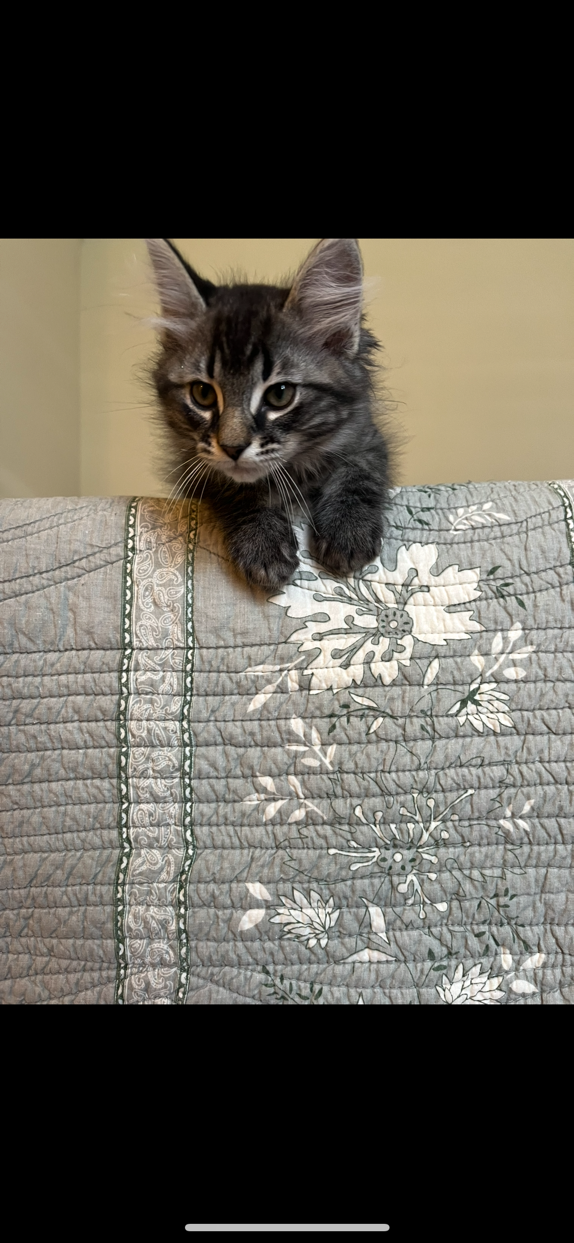 Help Theo Beat FIP—Donate Now campaign photo, 5 of 7