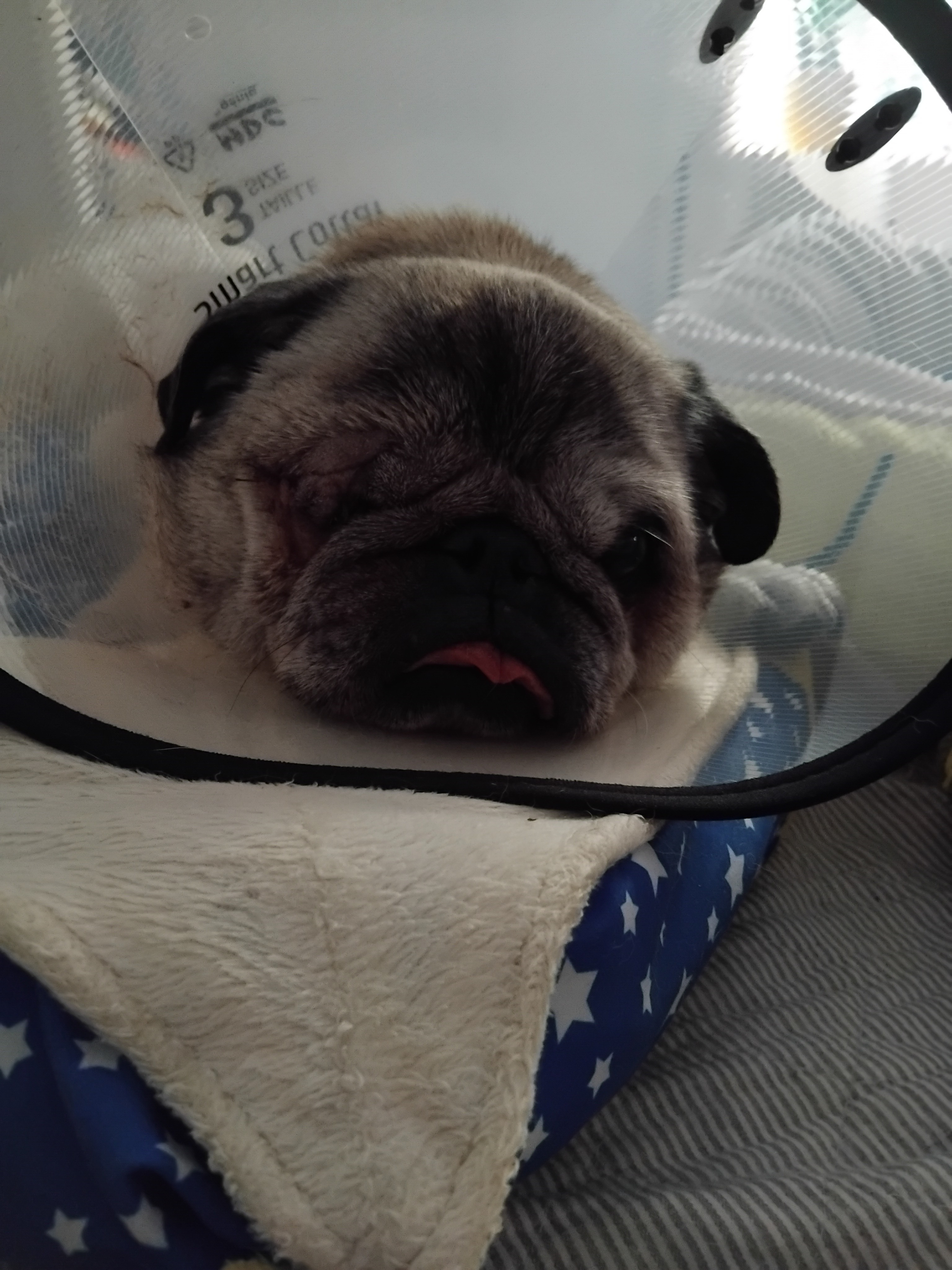 Pls help pay for Barney's eye removal surgery campaign photo, 2 of 6