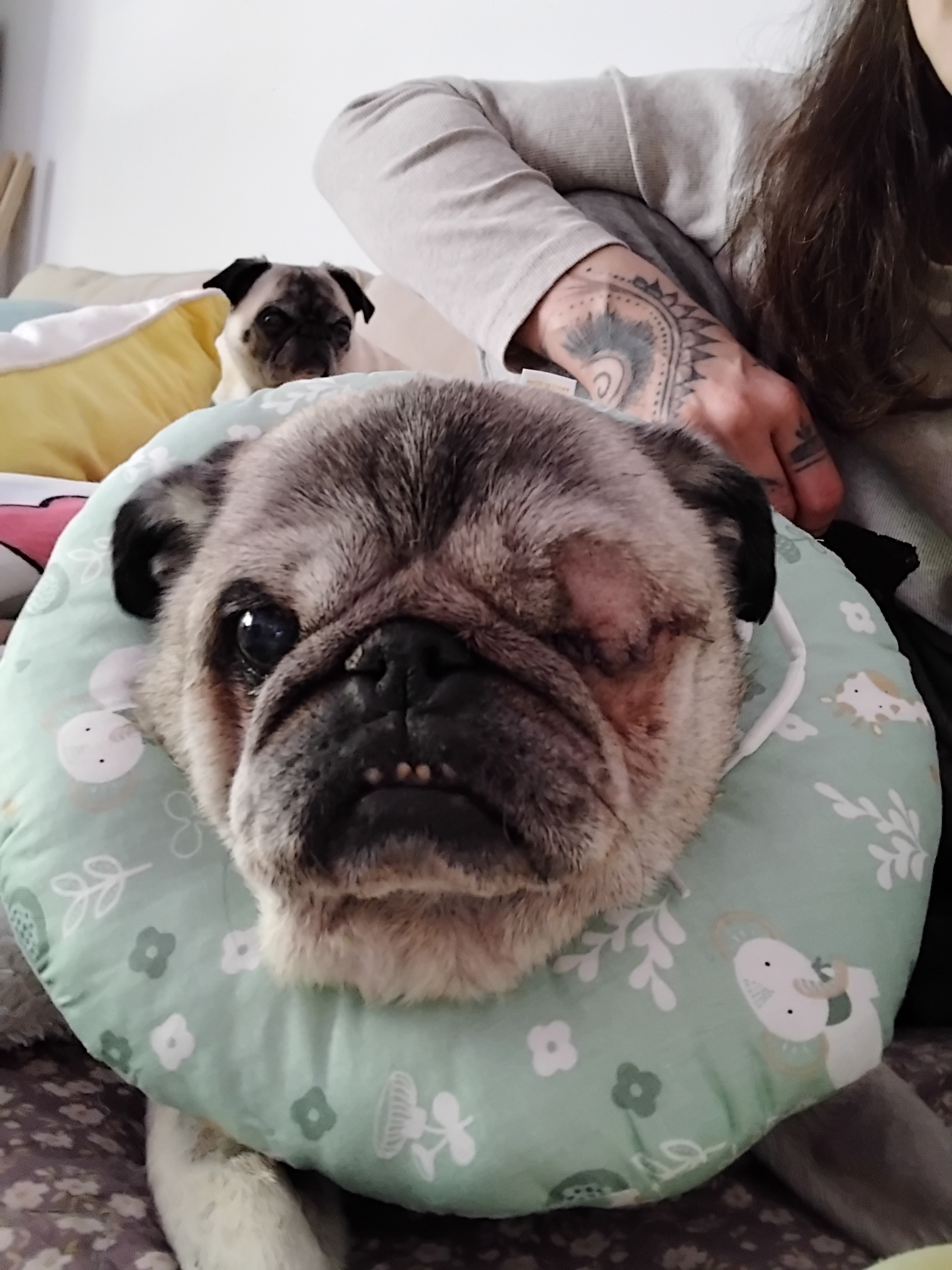 Pls help pay for Barney's eye removal surgery campaign photo, 4 of 6