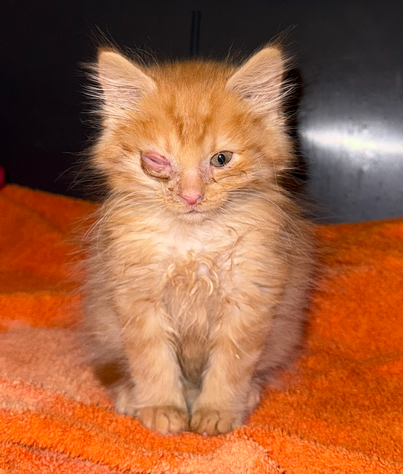 Donate to Help Puff Live a Pain Free Life campaign photo, 5 of 6