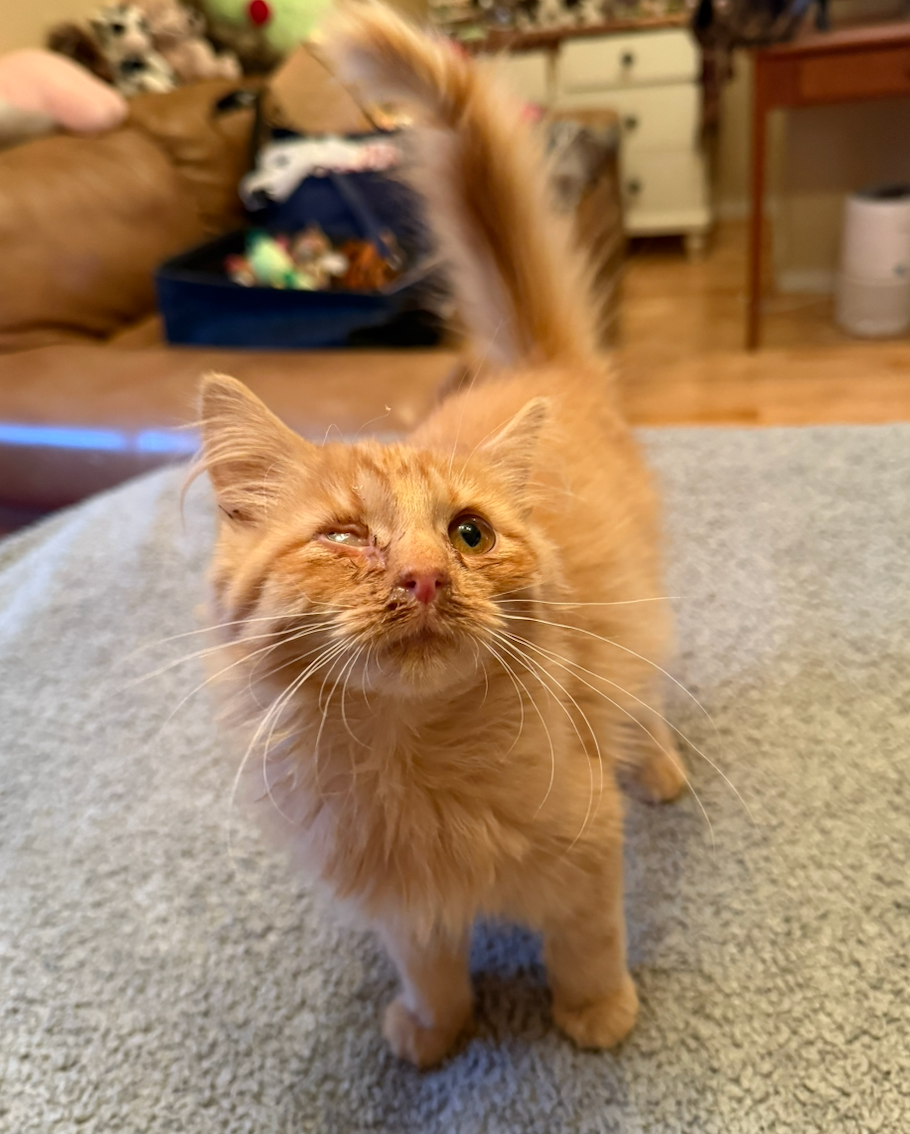 Donate to Help Puff Live a Pain Free Life campaign photo, 2 of 6