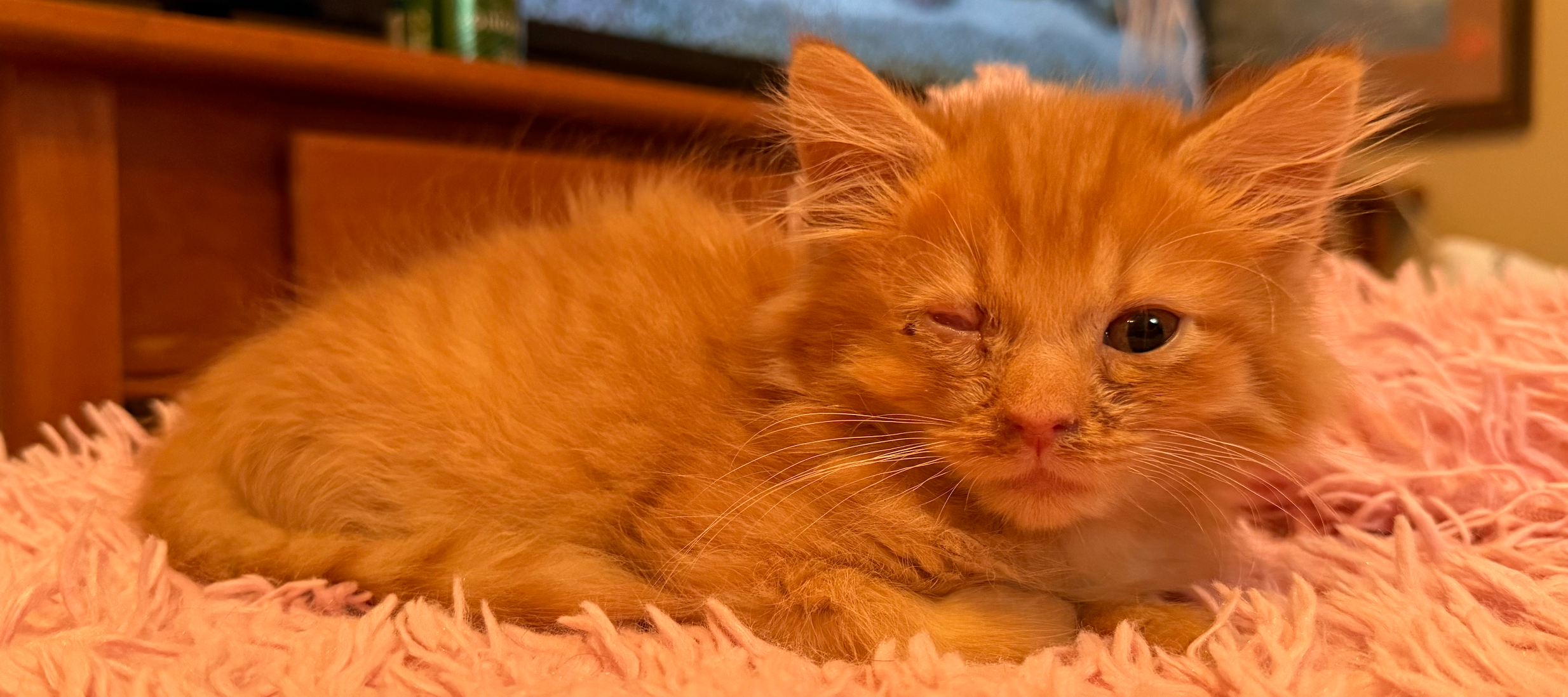 Donate to Help Puff Live a Pain Free Life campaign photo, 4 of 6
