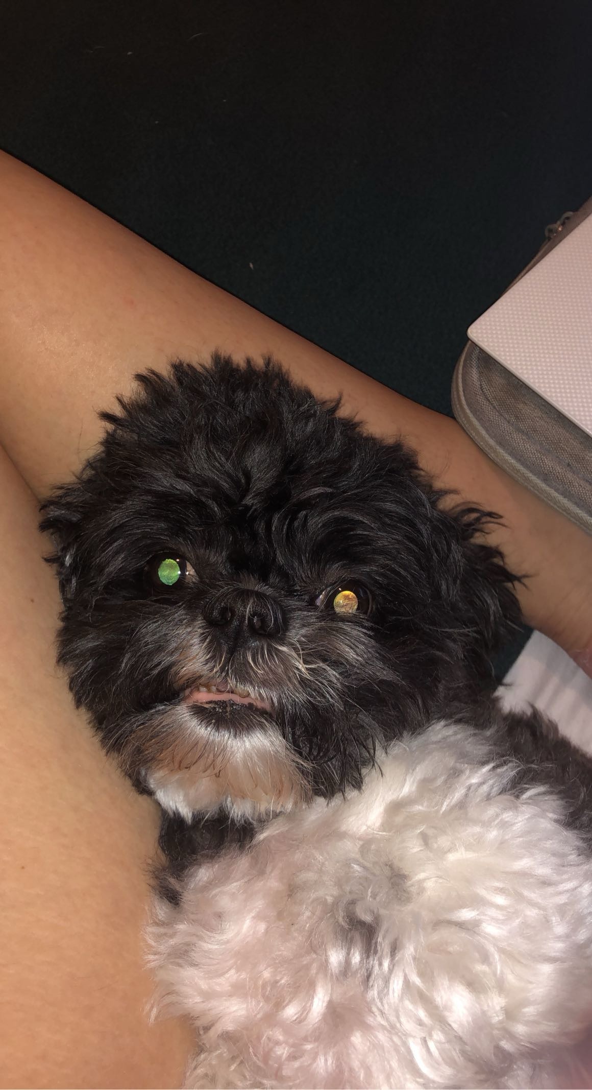 Help Bartolomeo Heal: Support His Eye Surgery campaign photo, 2 of 8