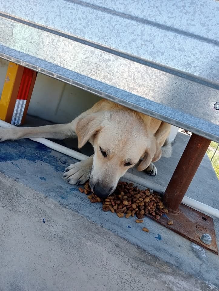 Help! help the dogs and cats in my community campaign photo, 5 of 6