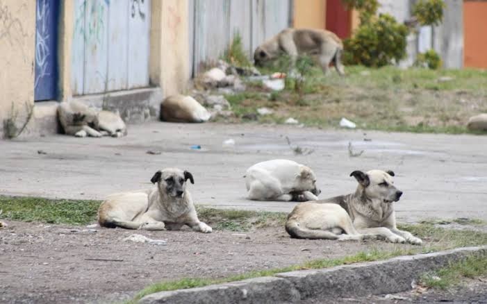 Help! help the dogs and cats in my community campaign photo, 2 of 6