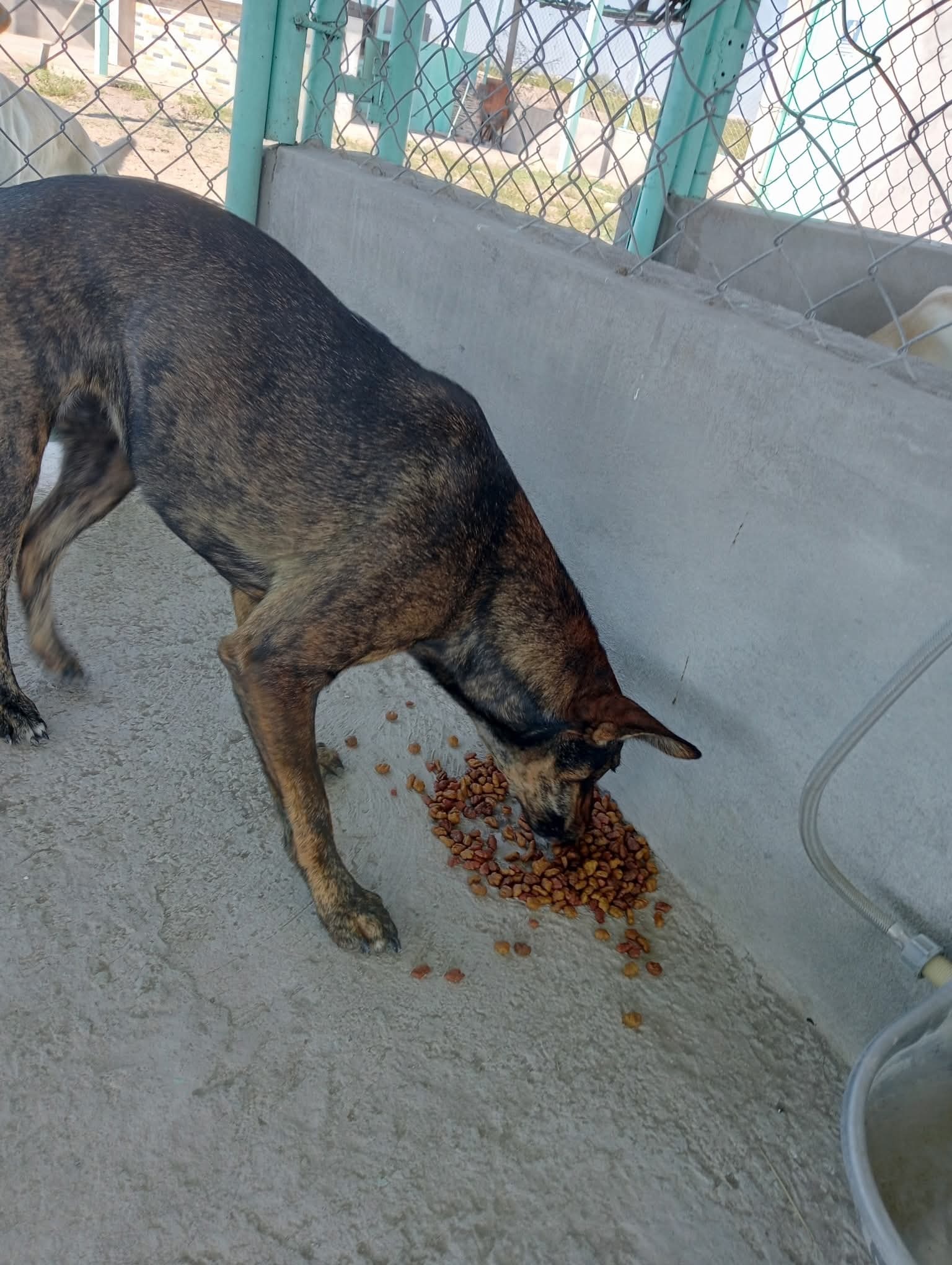 Help! help the dogs and cats in my community campaign photo, 4 of 6