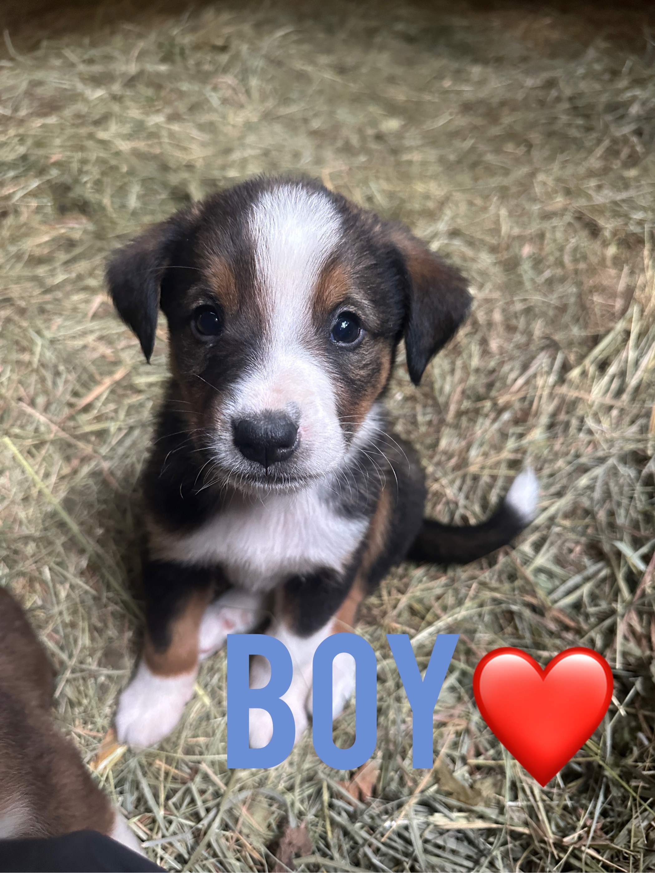 Foster these pup for adoption! campaign photo, 2 of 7