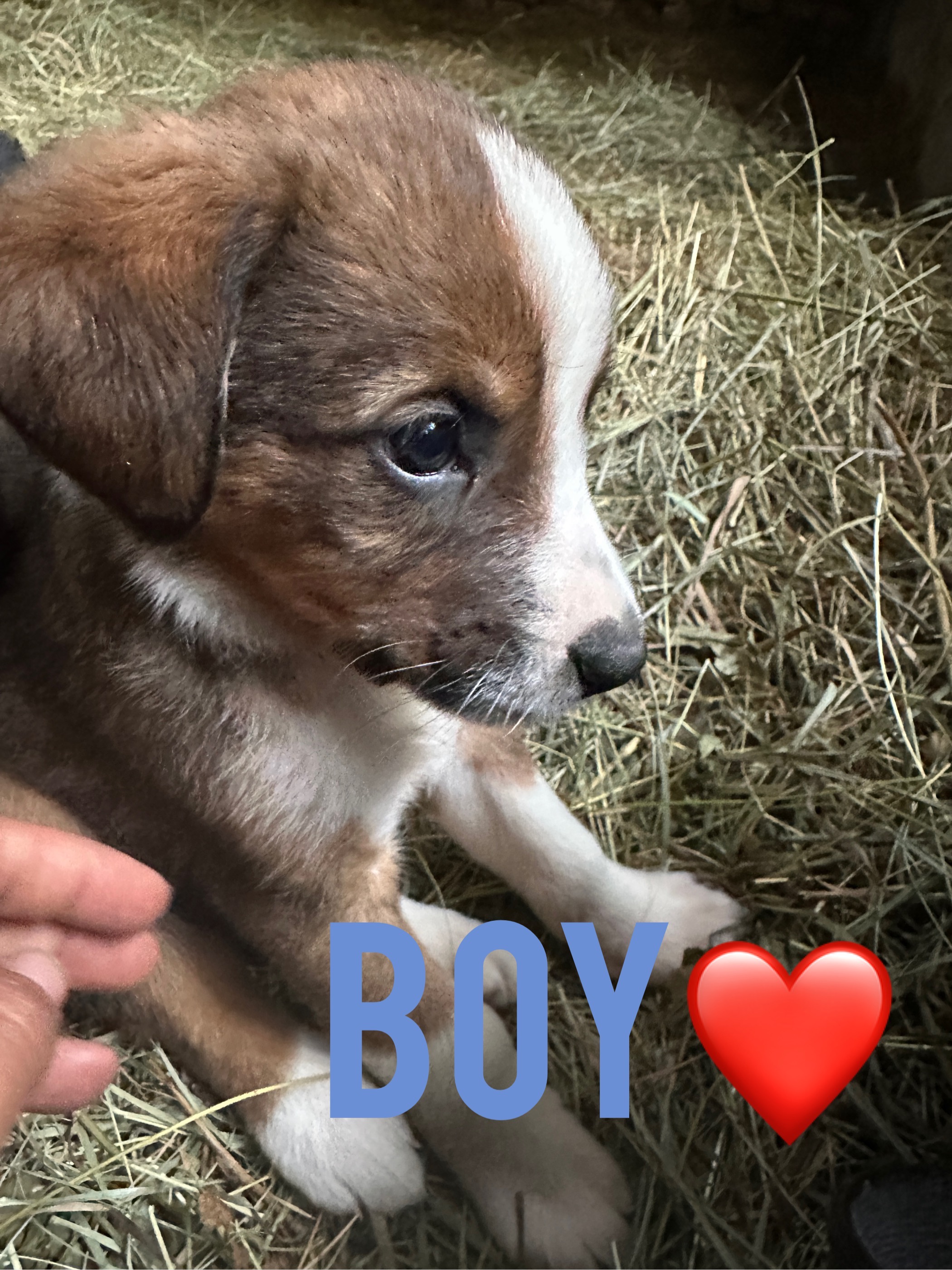 Foster these pup for adoption! campaign photo, 4 of 7