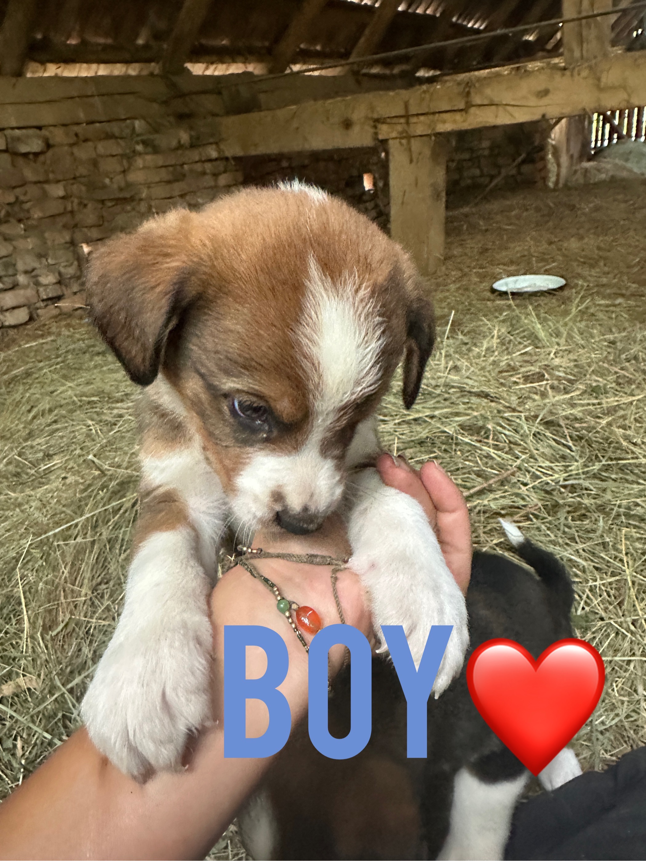 Foster these pup for adoption! campaign photo, 7 of 7