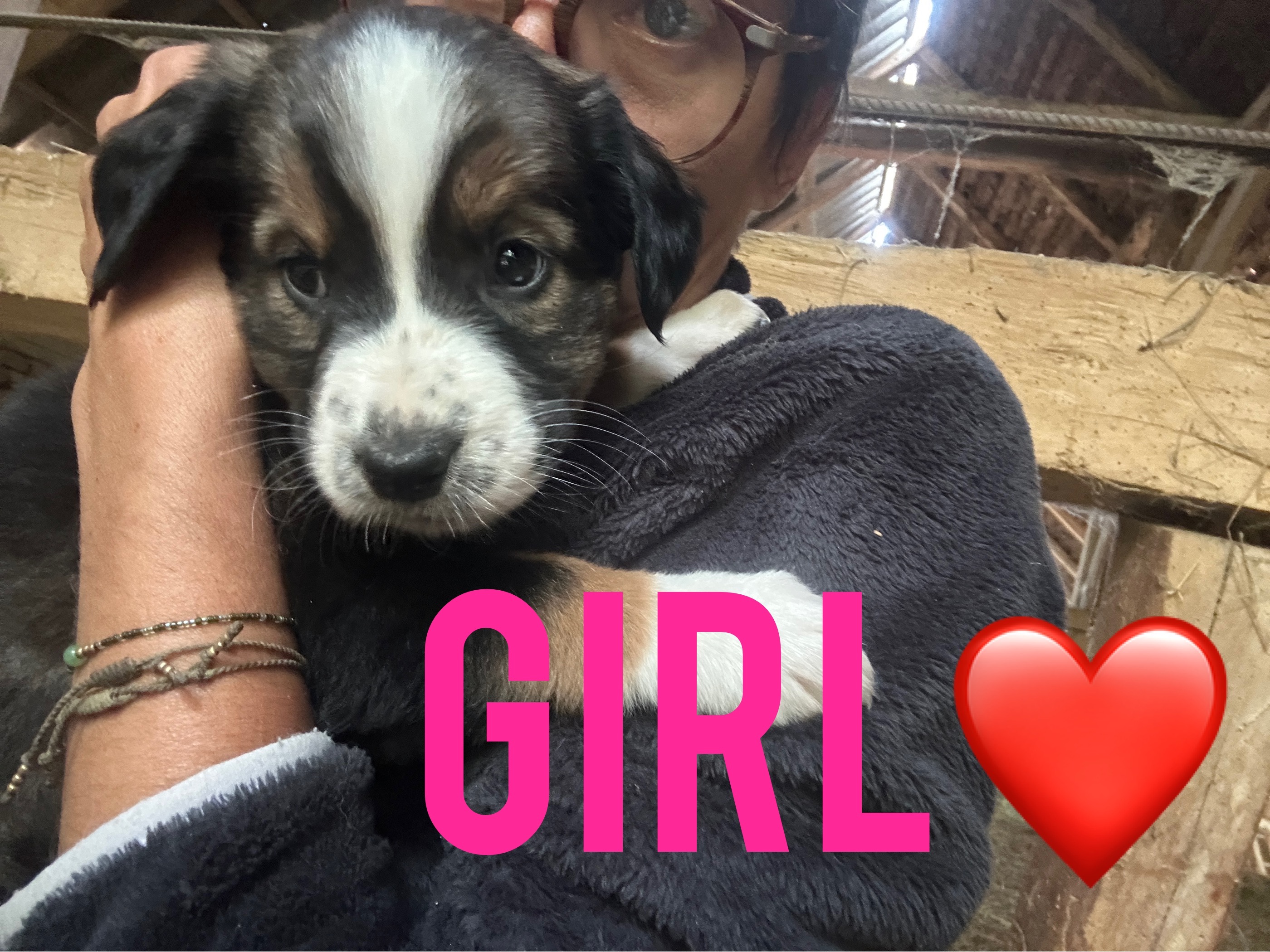 Foster these pup for adoption! campaign photo, 5 of 7
