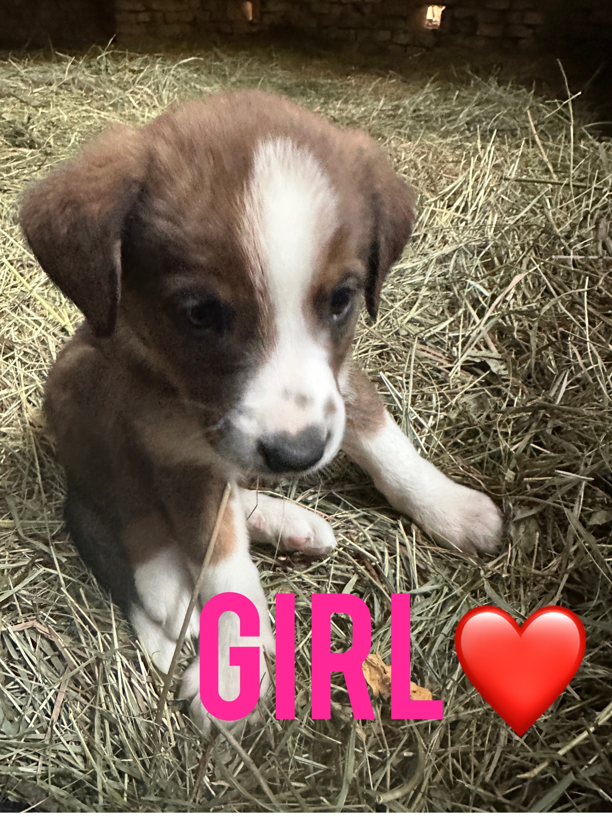 Foster these pup for adoption! campaign photo, 6 of 7