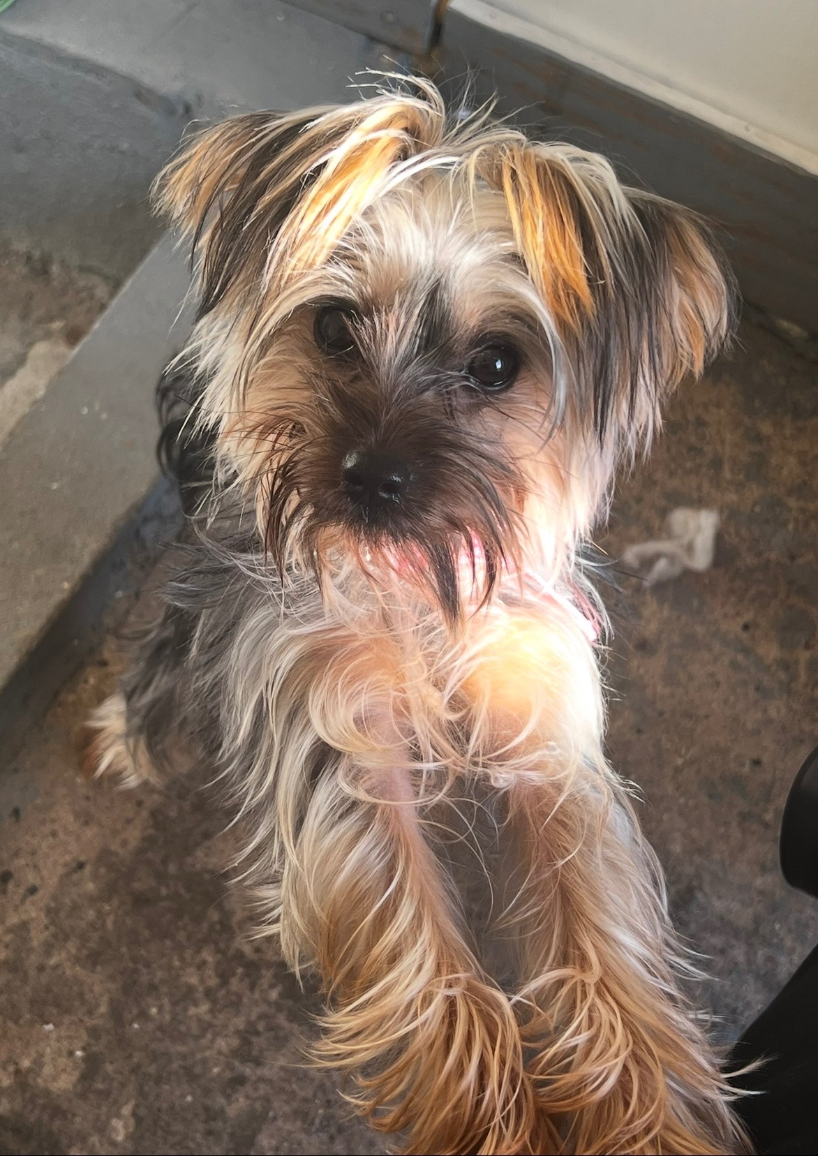 Help Nori Get Urgent Eye Surgery campaign photo, 7 of 8