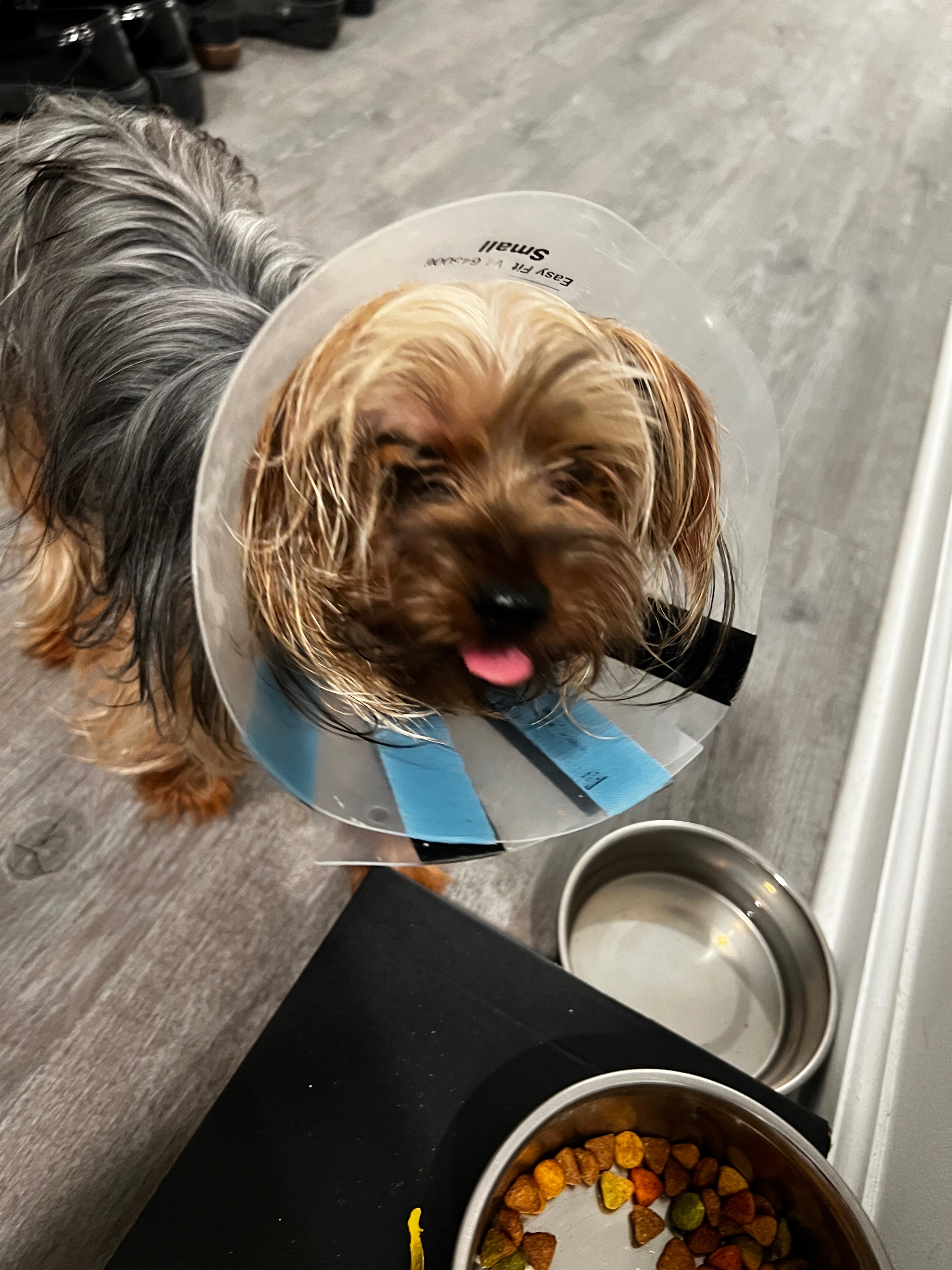 Help Nori Get Urgent Eye Surgery campaign photo, 5 of 8
