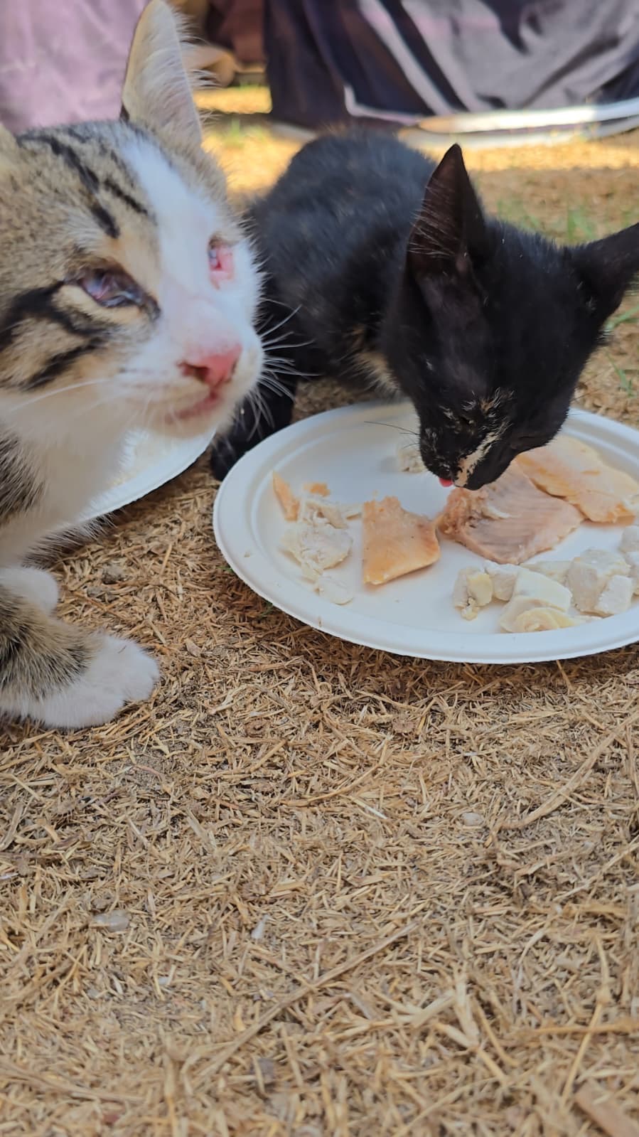 Please help us urgently get this blind kitten to the UK campaign photo, 2 of 4