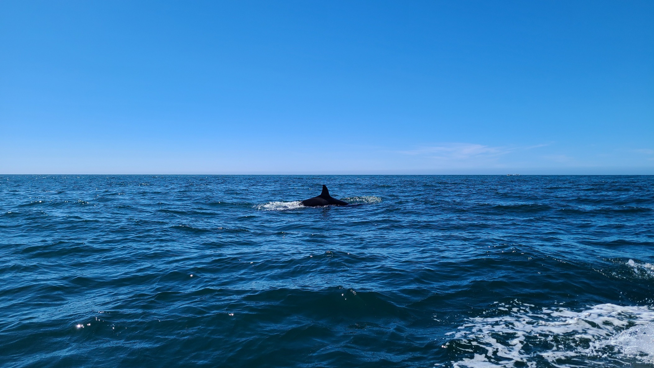 Kids at sea! Let's take kids to watch marine life campaign photo, 5 of 6