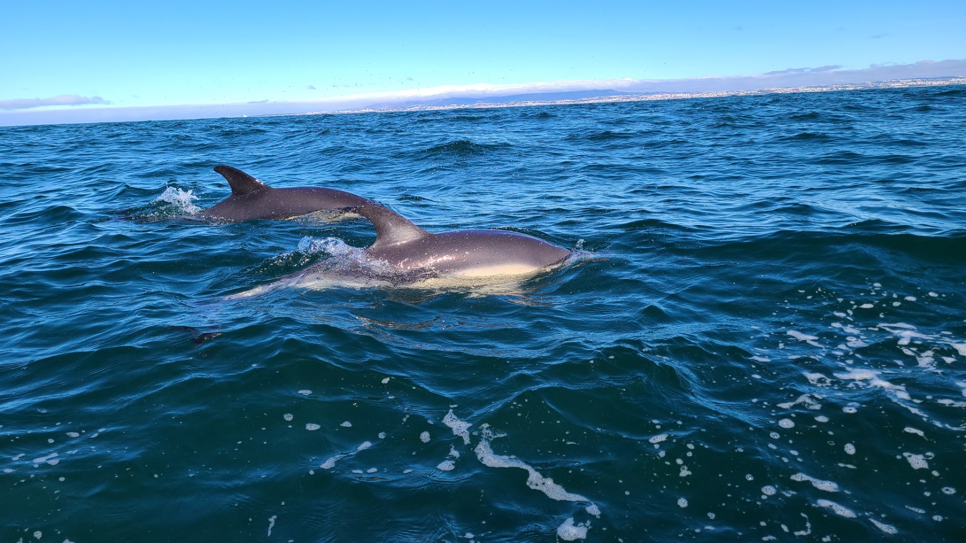 Kids at sea! Let's take kids to watch marine life campaign photo, 2 of 6