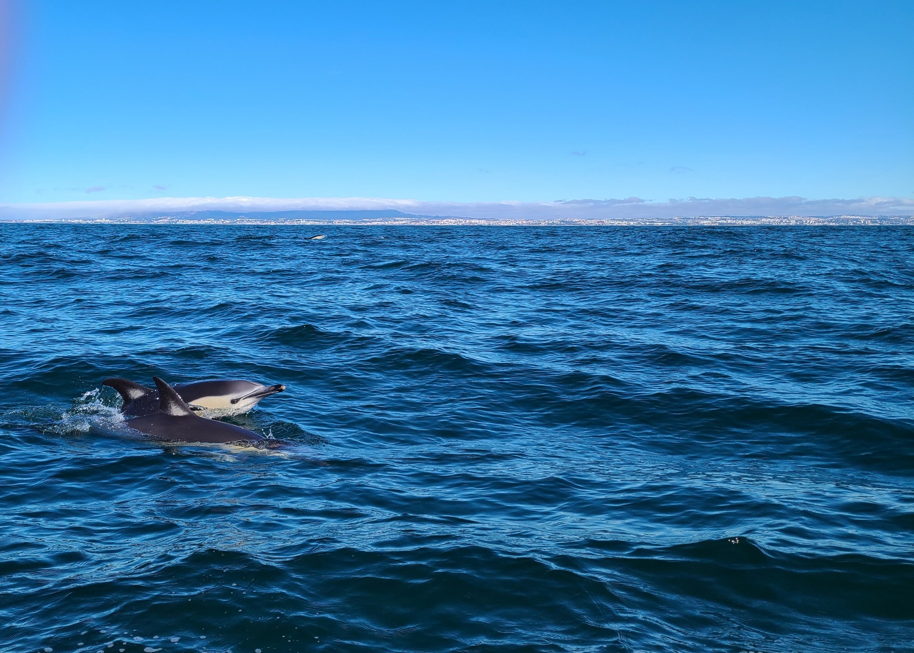 Kids at sea! Let's take kids to watch marine life campaign photo, 4 of 6
